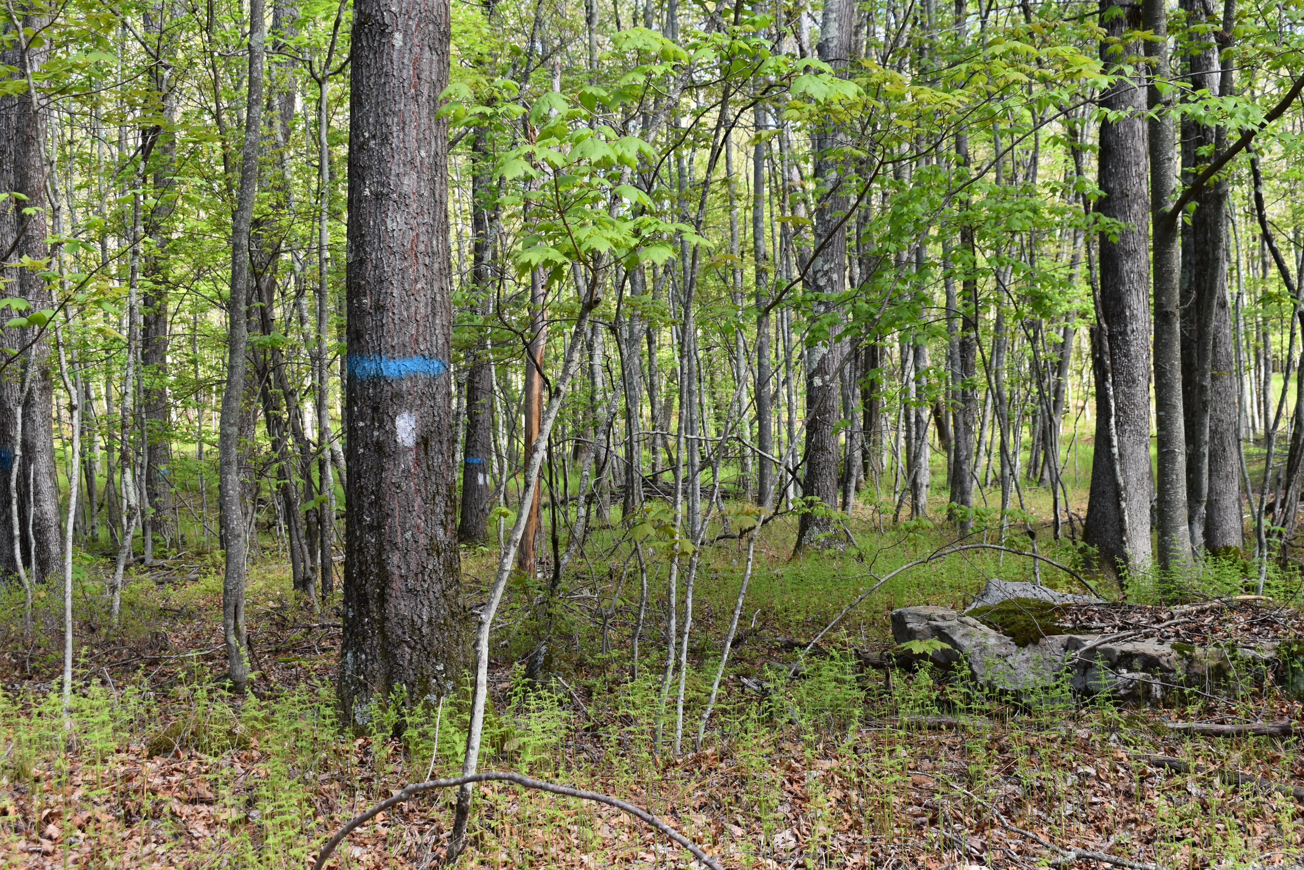 Grugan Hollow