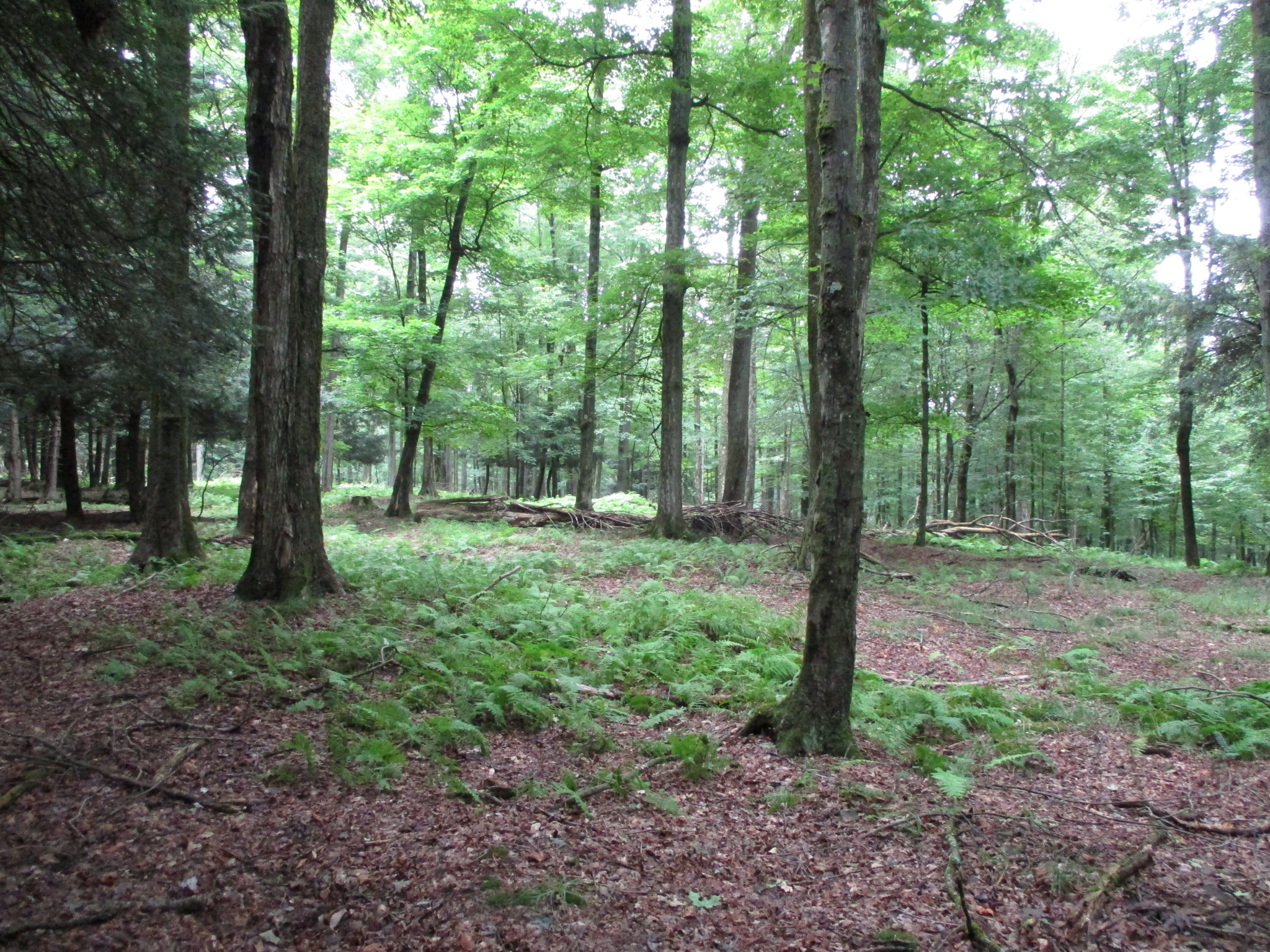 Listing Image 37