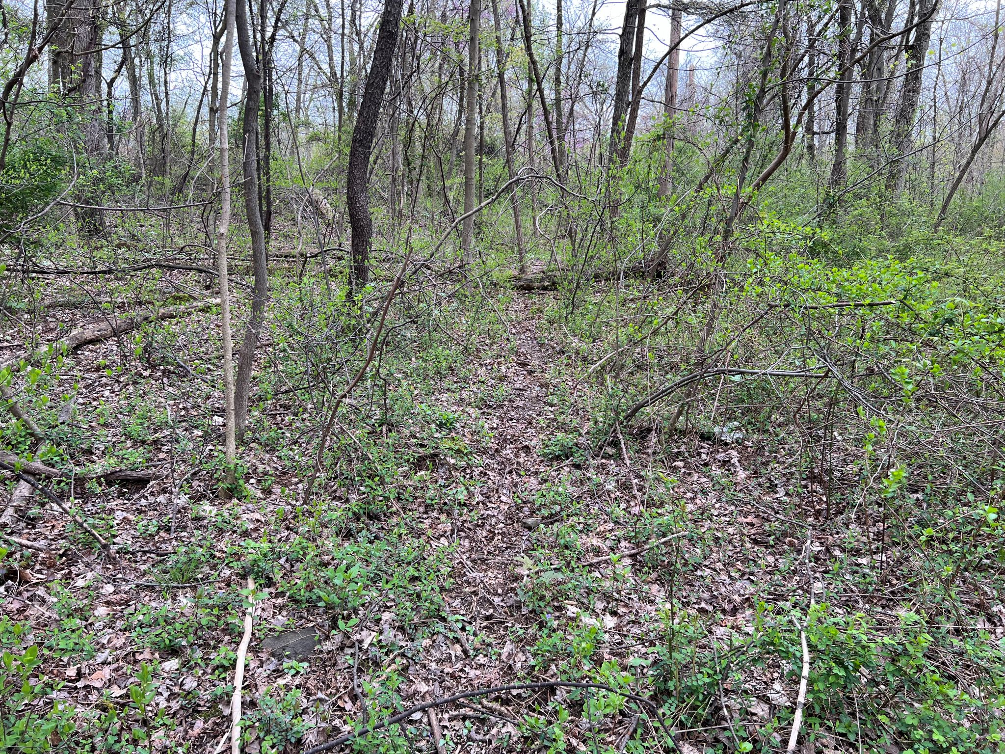 Etown Woodlands