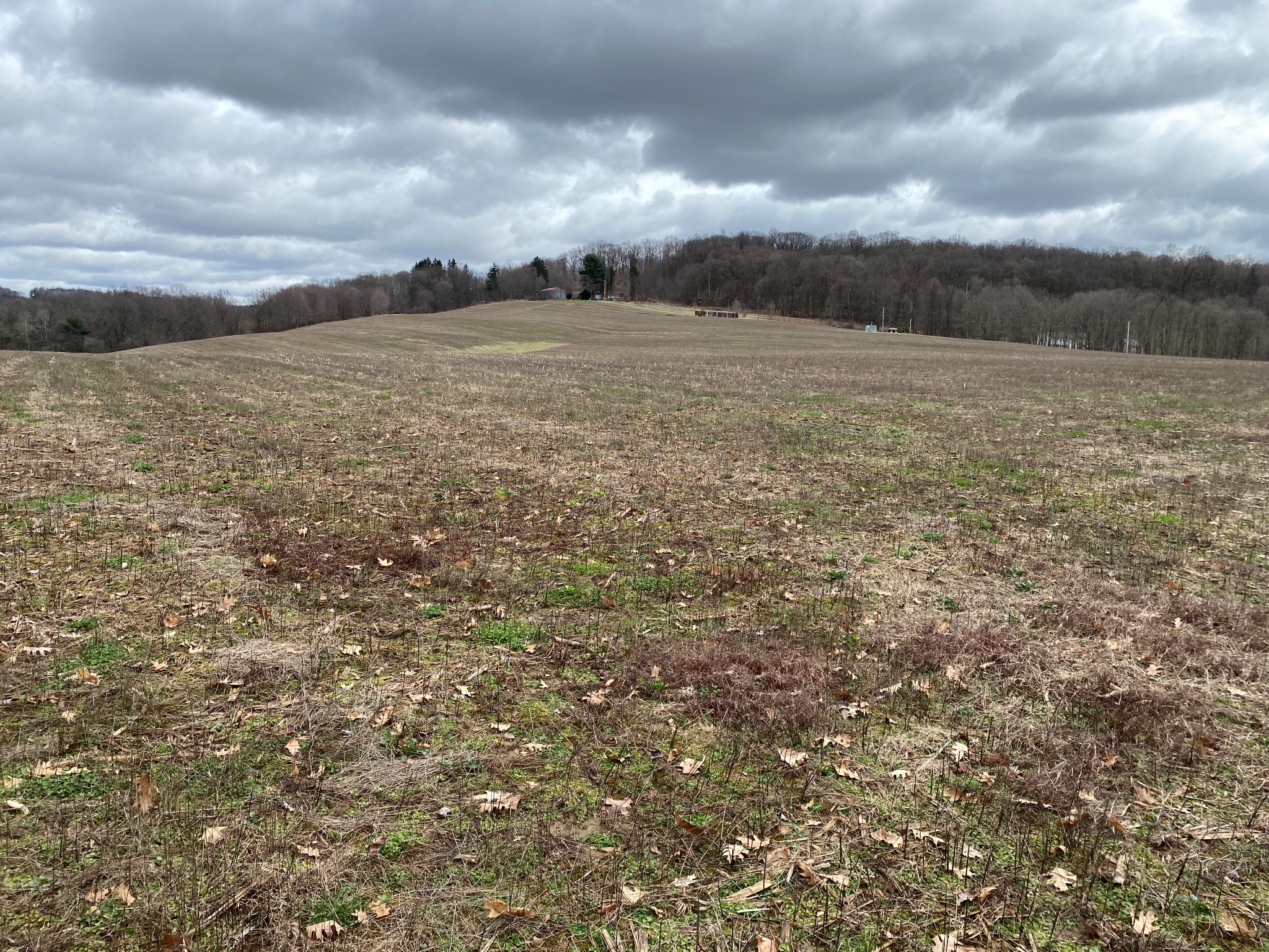 Mark's Meadow