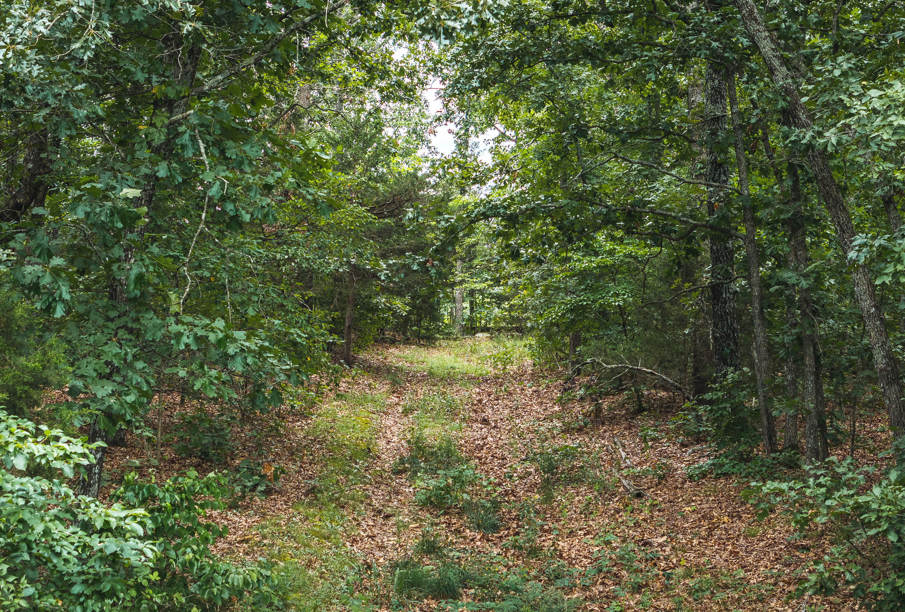 Phelps County Land & Timber 2 Tracts