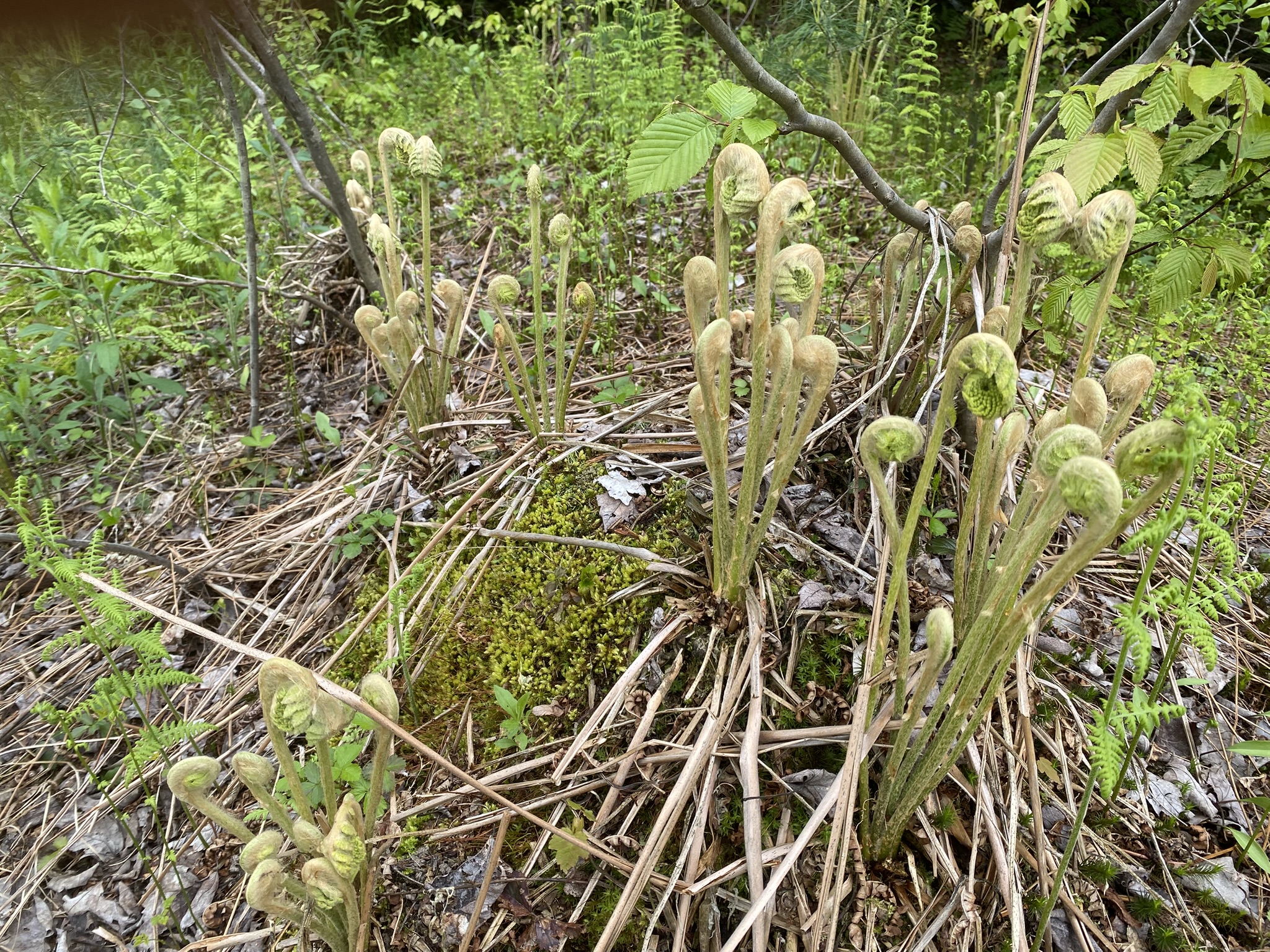 Little Salmon River Country