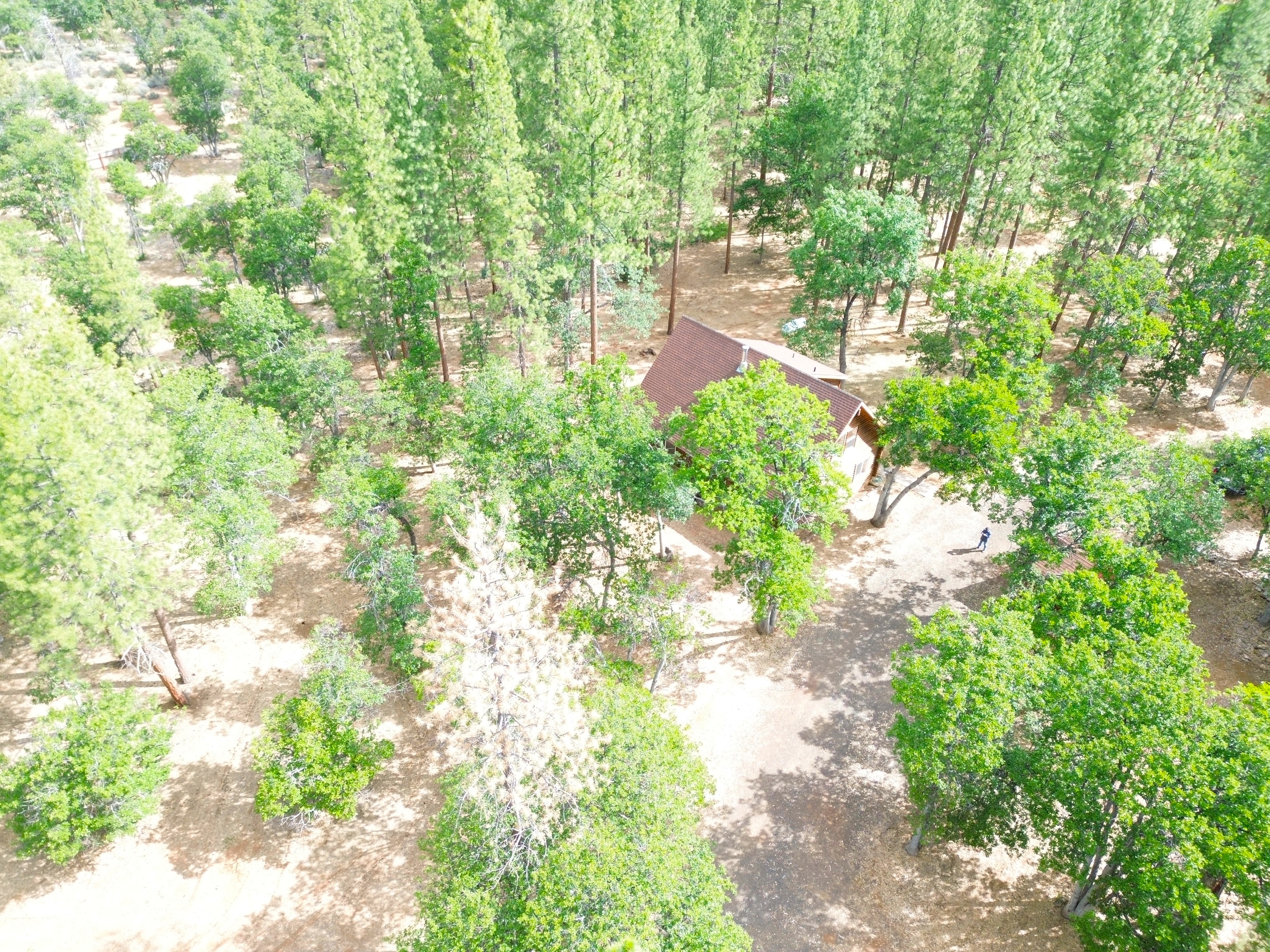 Log Home in the Pines