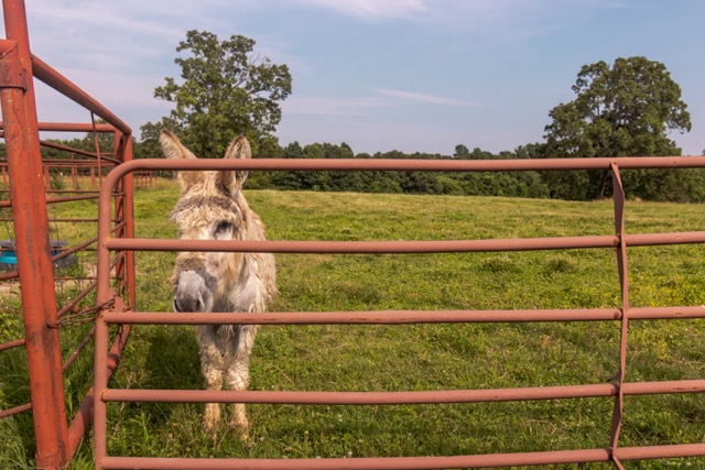 7 Pasture Farm