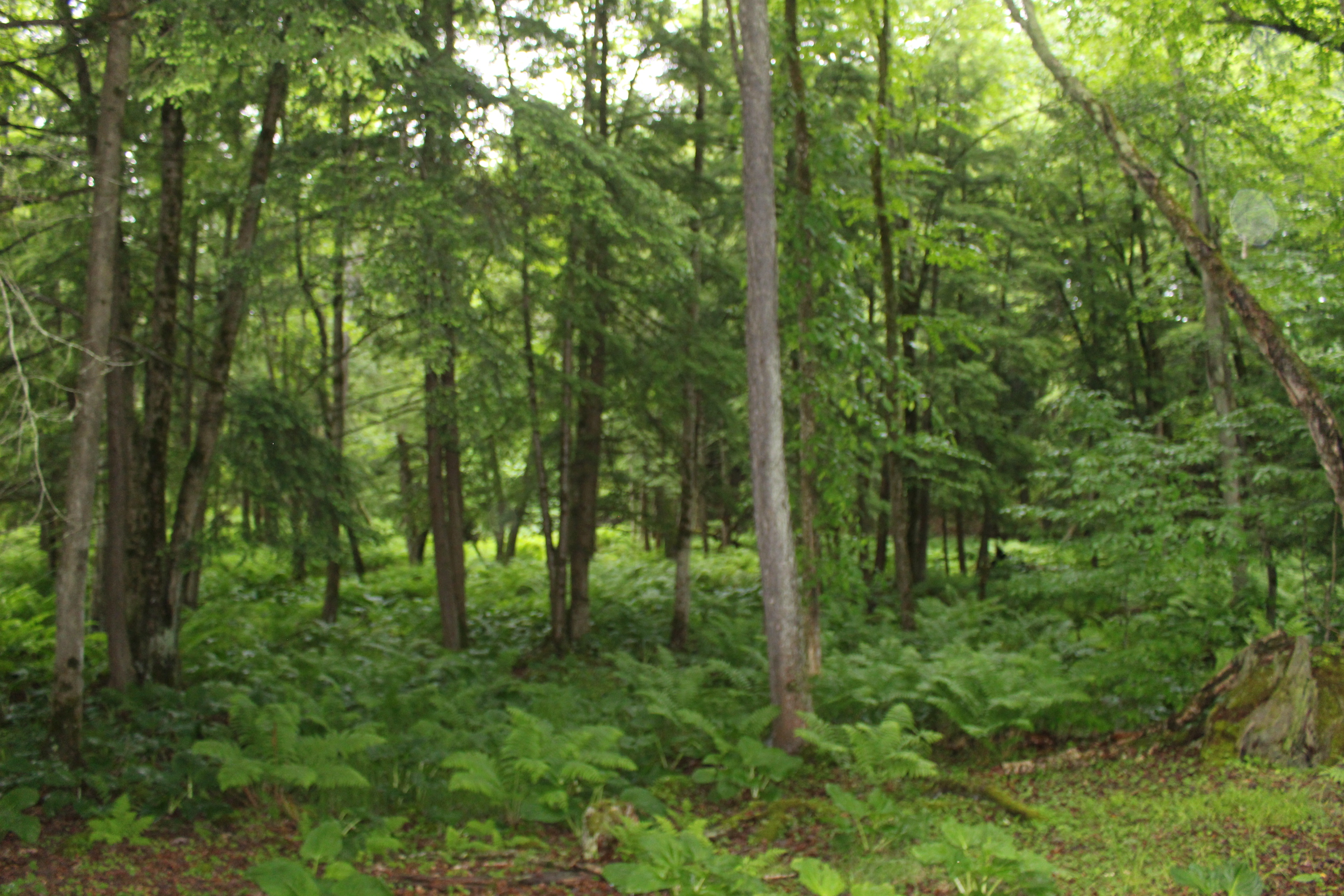 Dodge Creek