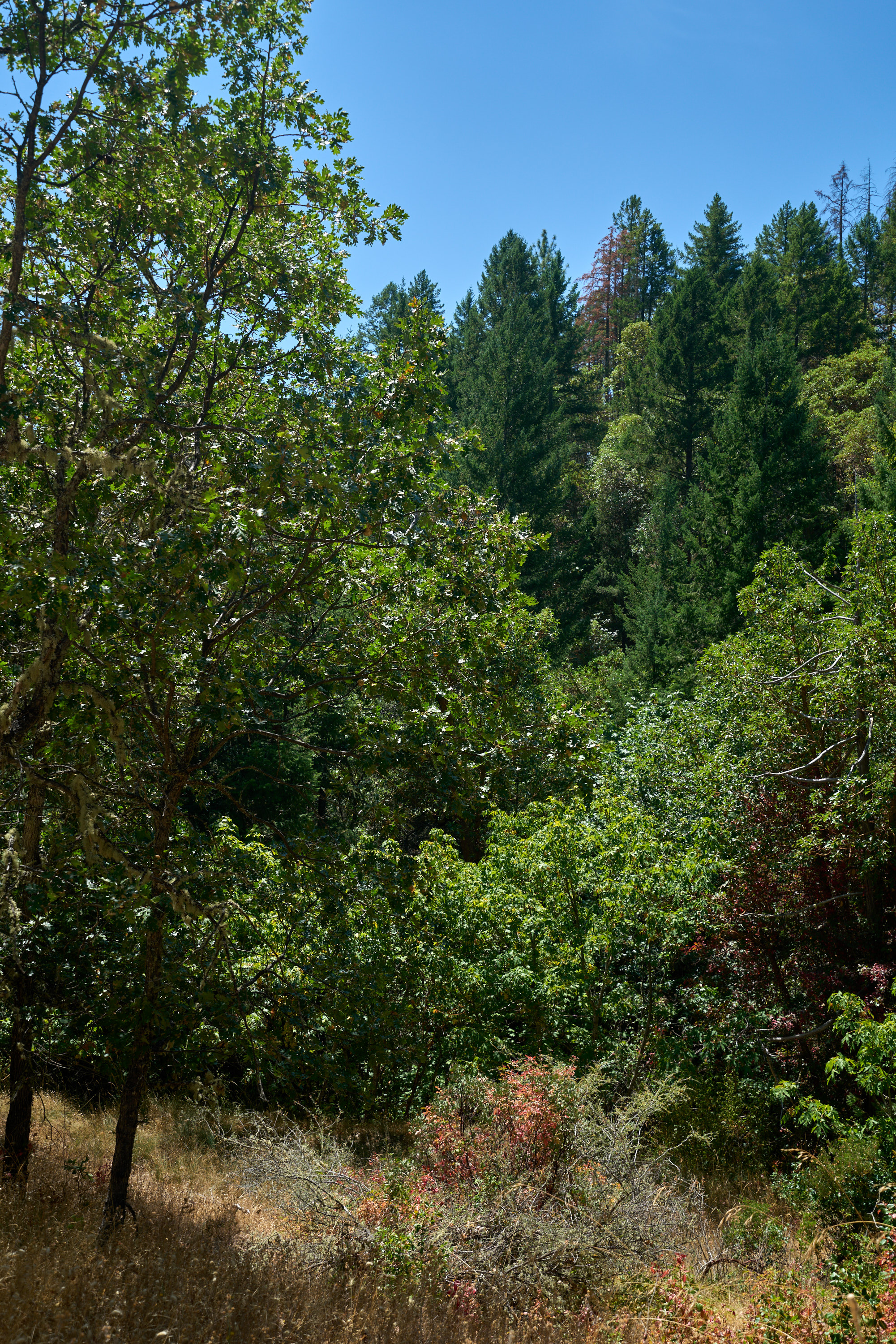 1140 Tomahawk Drive