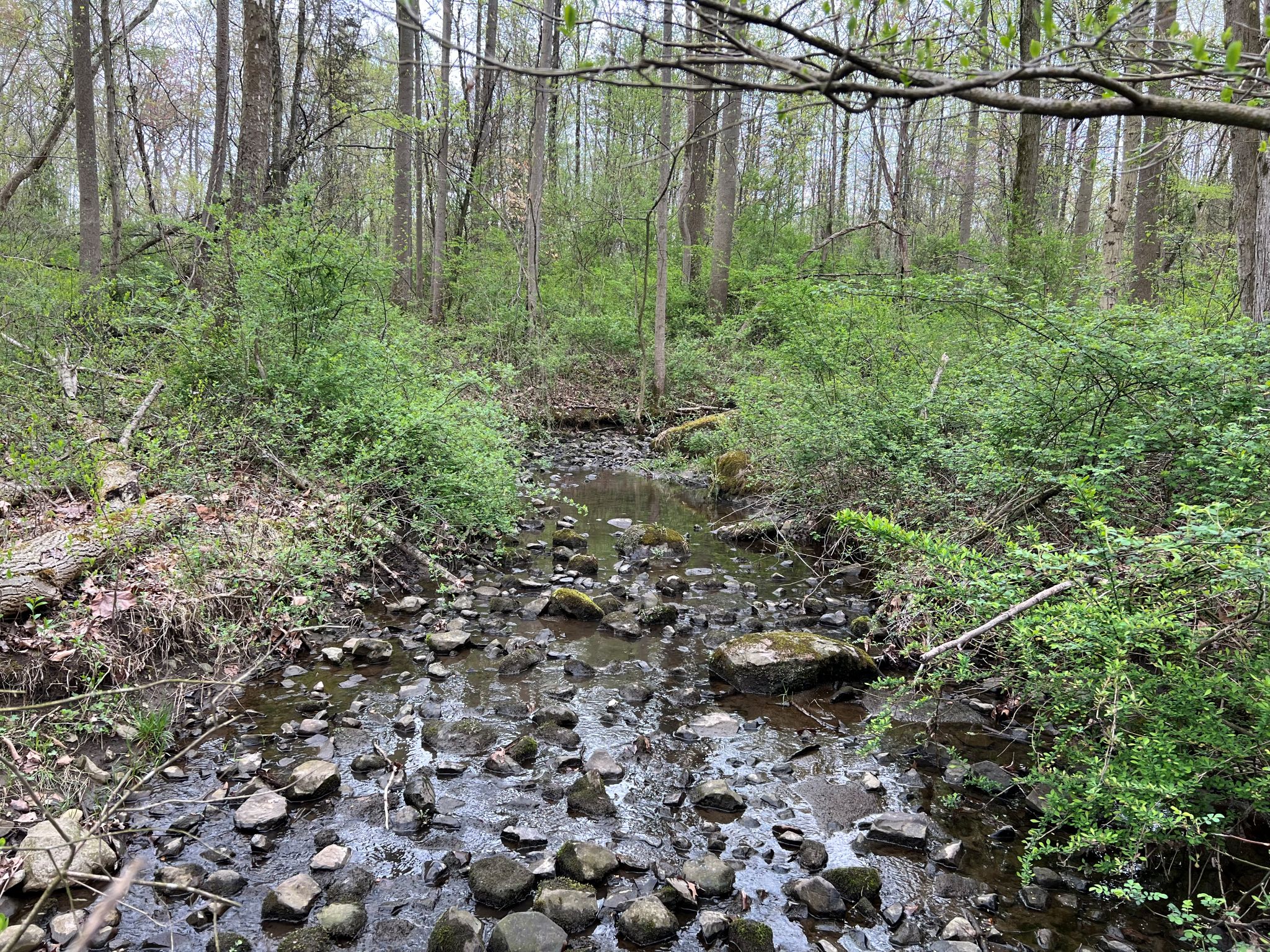 Etown Woodlands