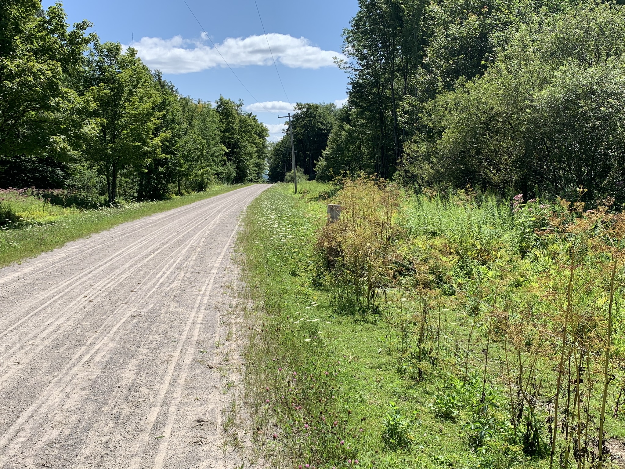 Lyman Brook Forest