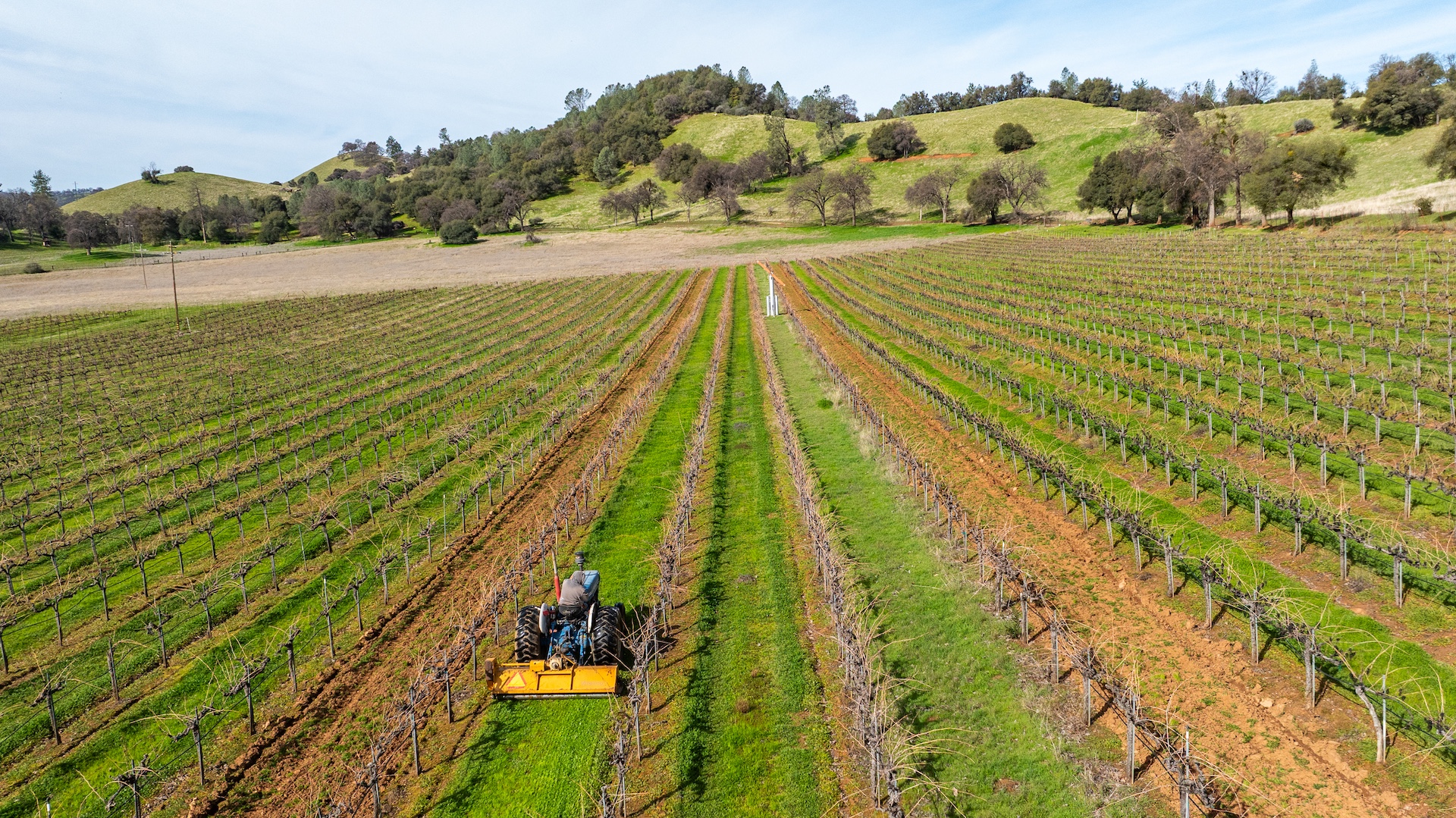 Chatom Vineyards