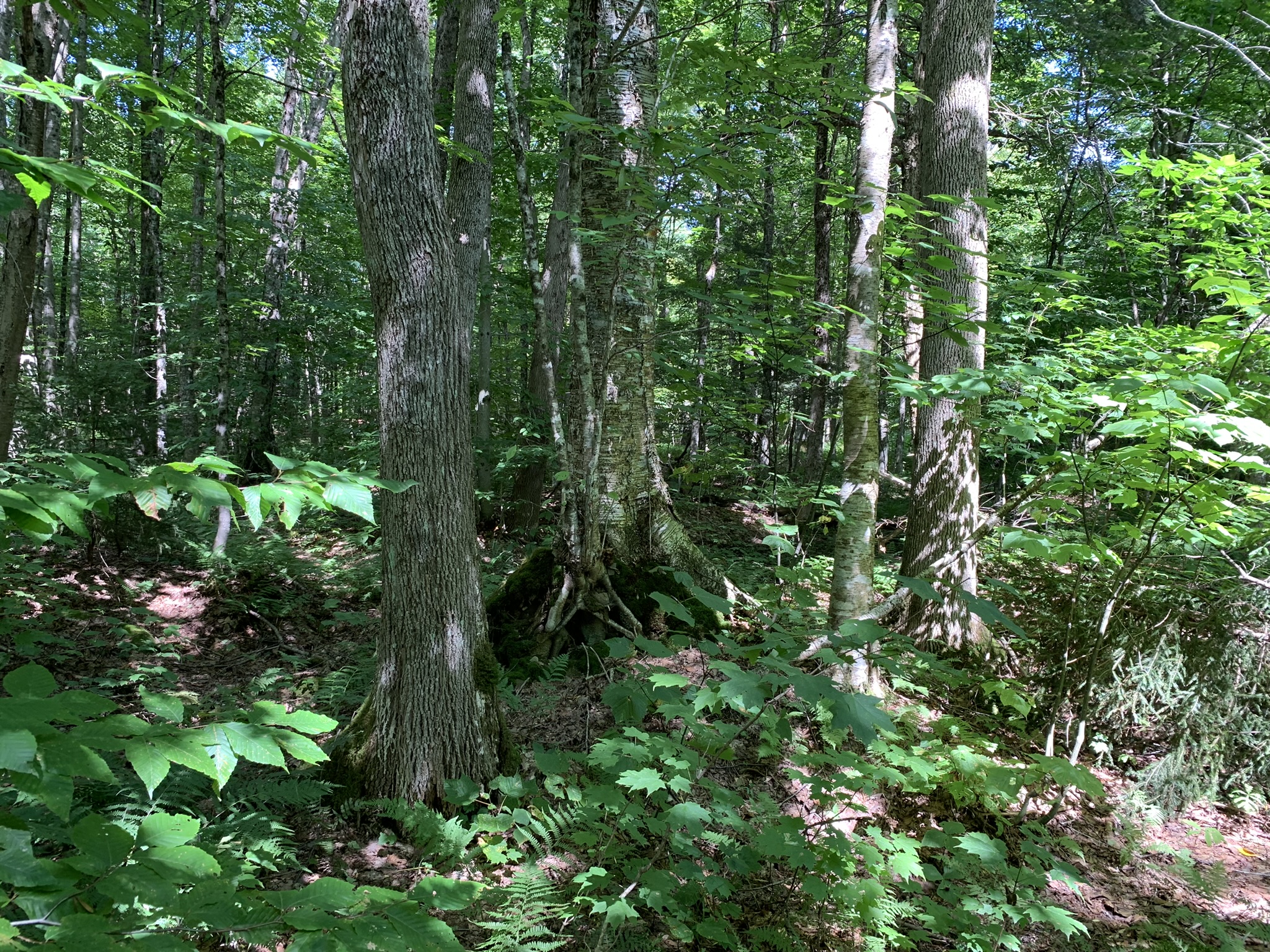 Lyman Brook Forest