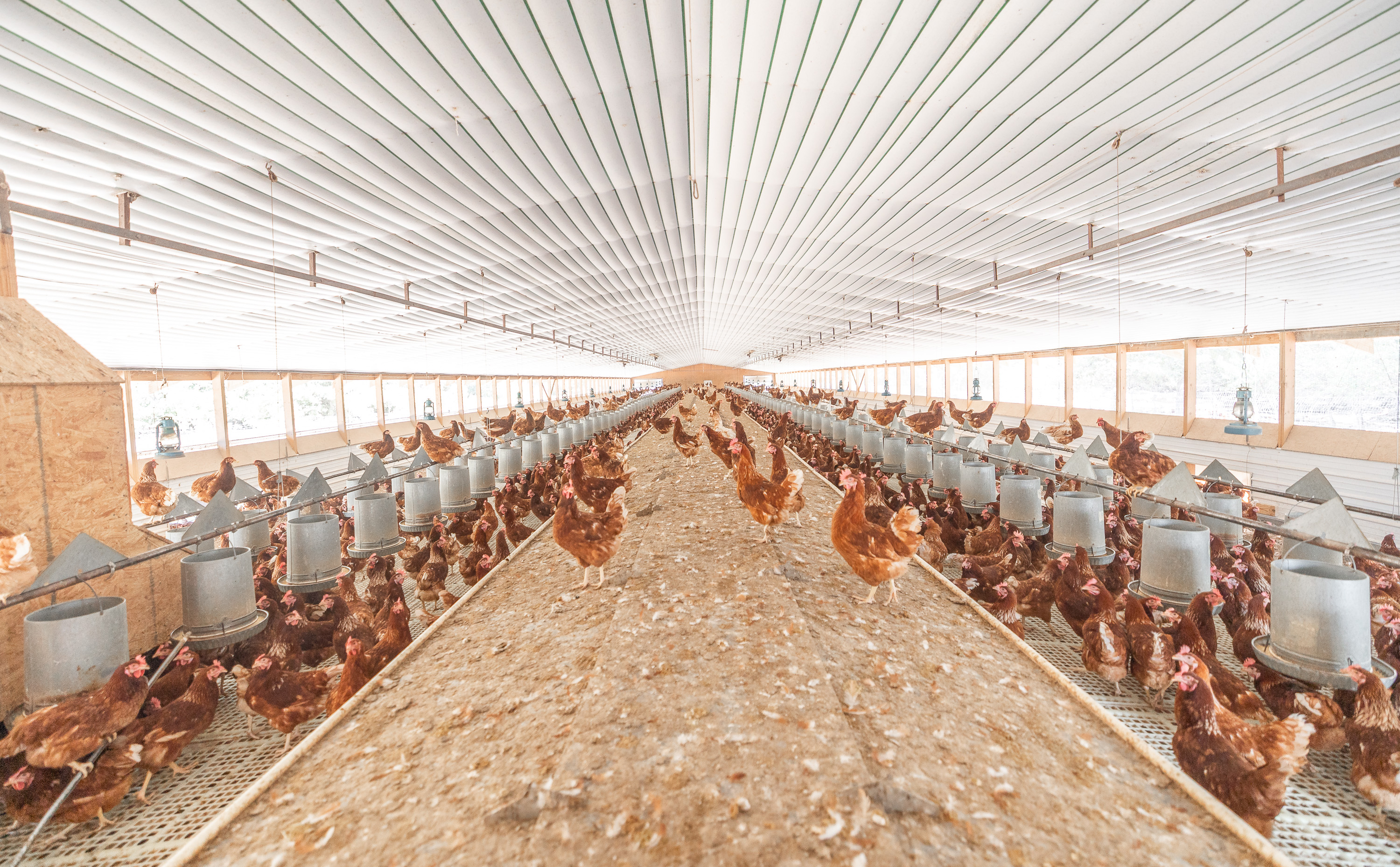 Cage Free Chicken Farm