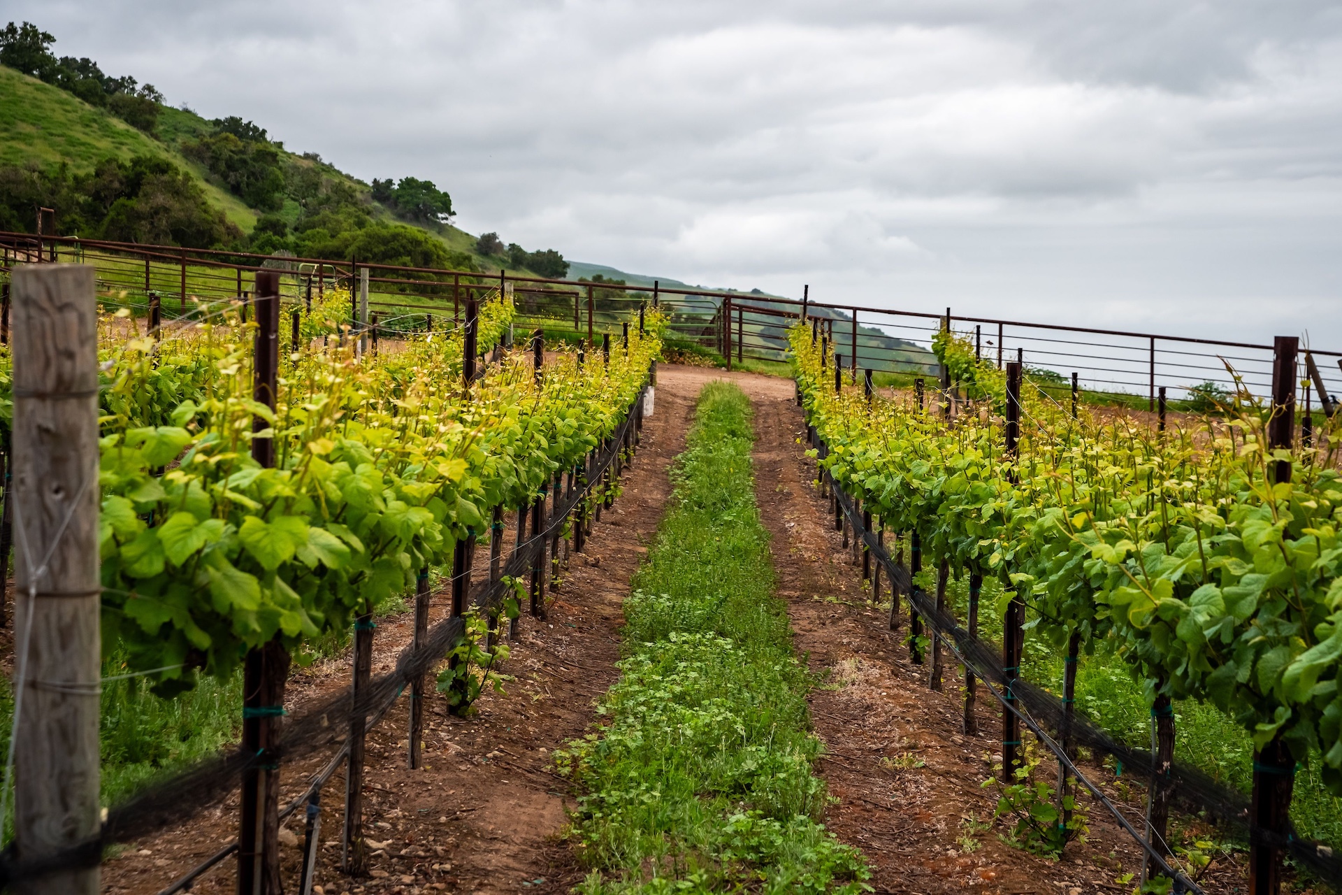 Boekenoogen Santa Lucia Highlands Vineyard
