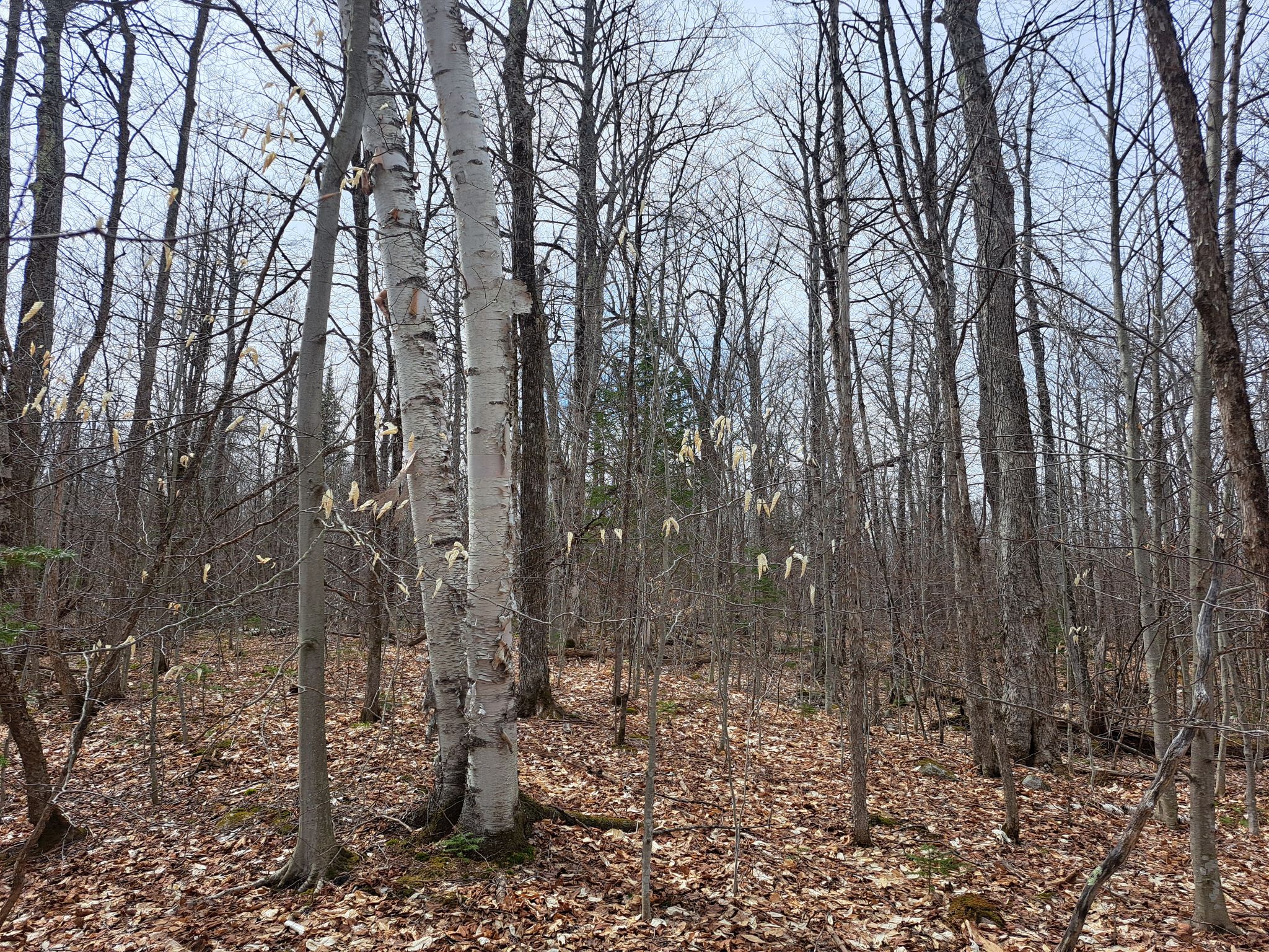 Listing Image 53