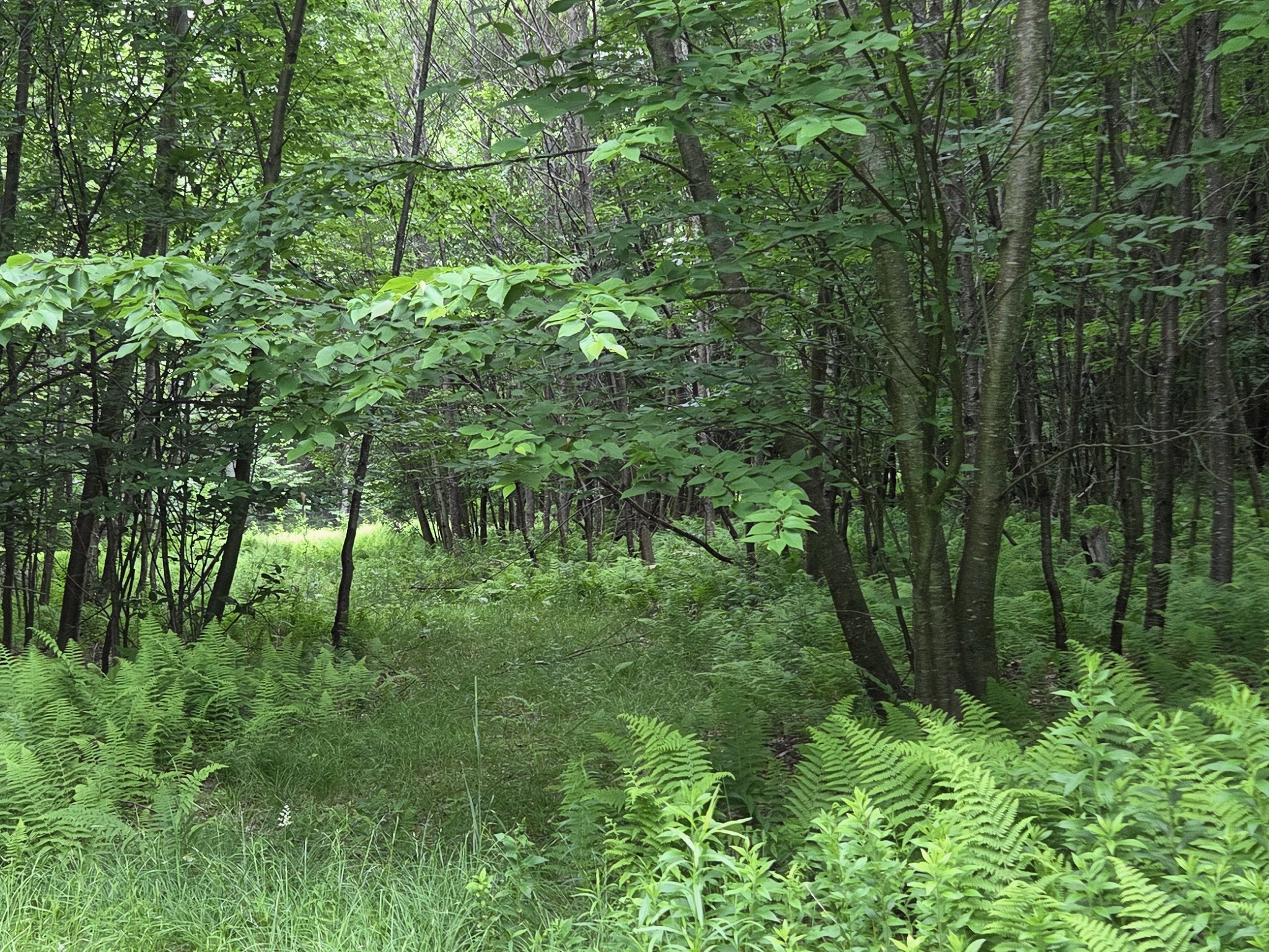 Listing Image 51
