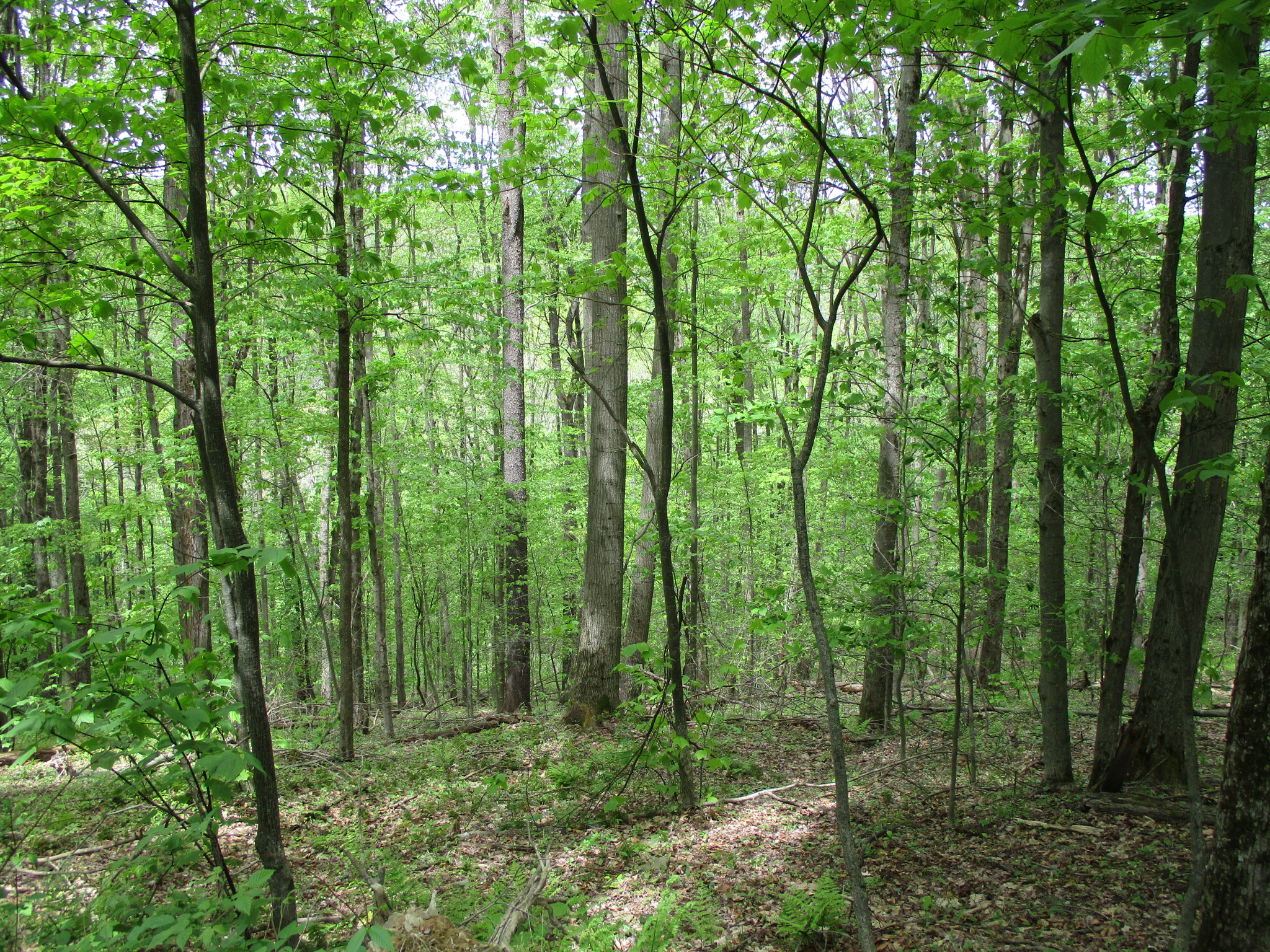 Legacy Land and Cabin