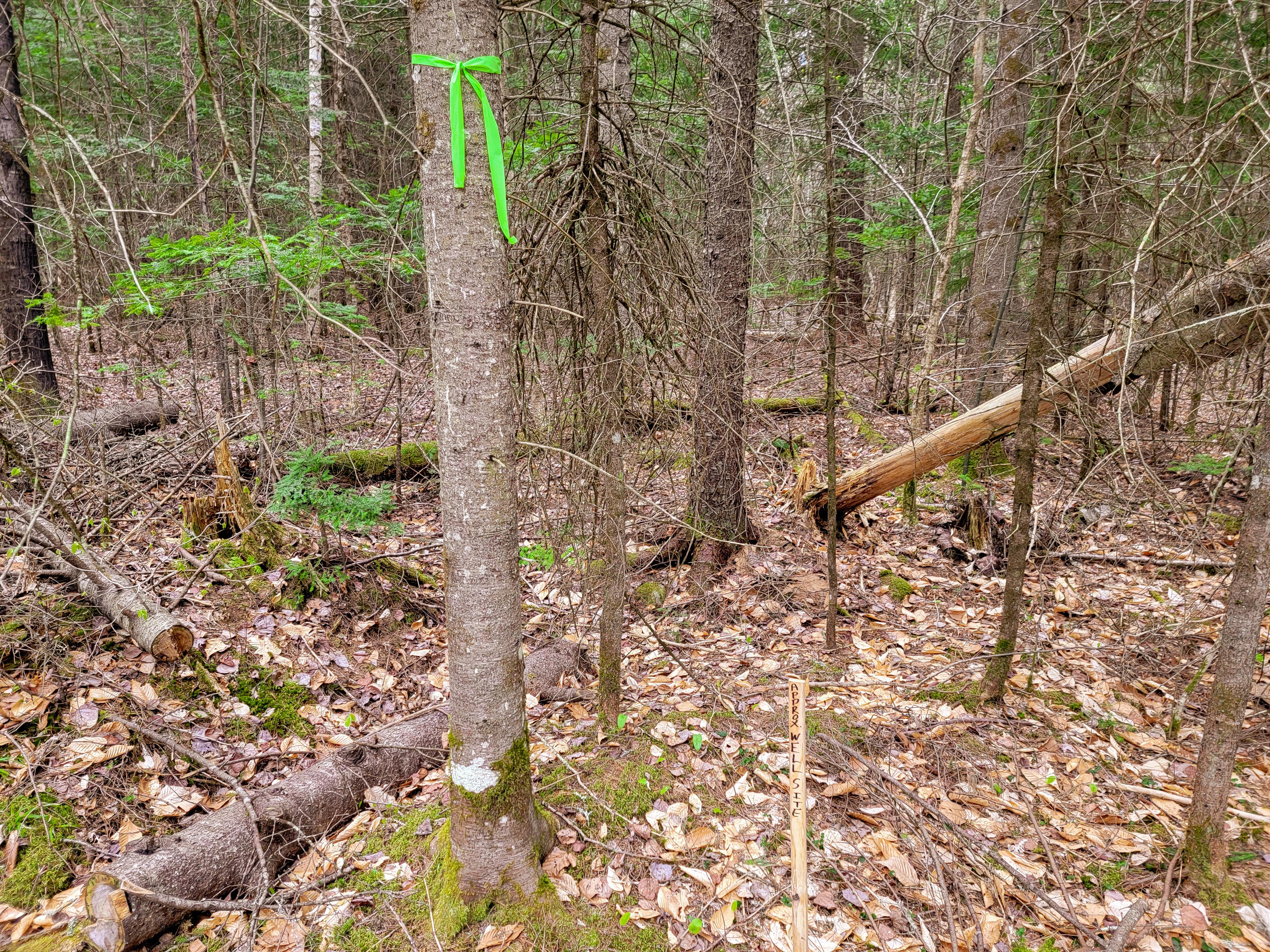 Listing Image 31