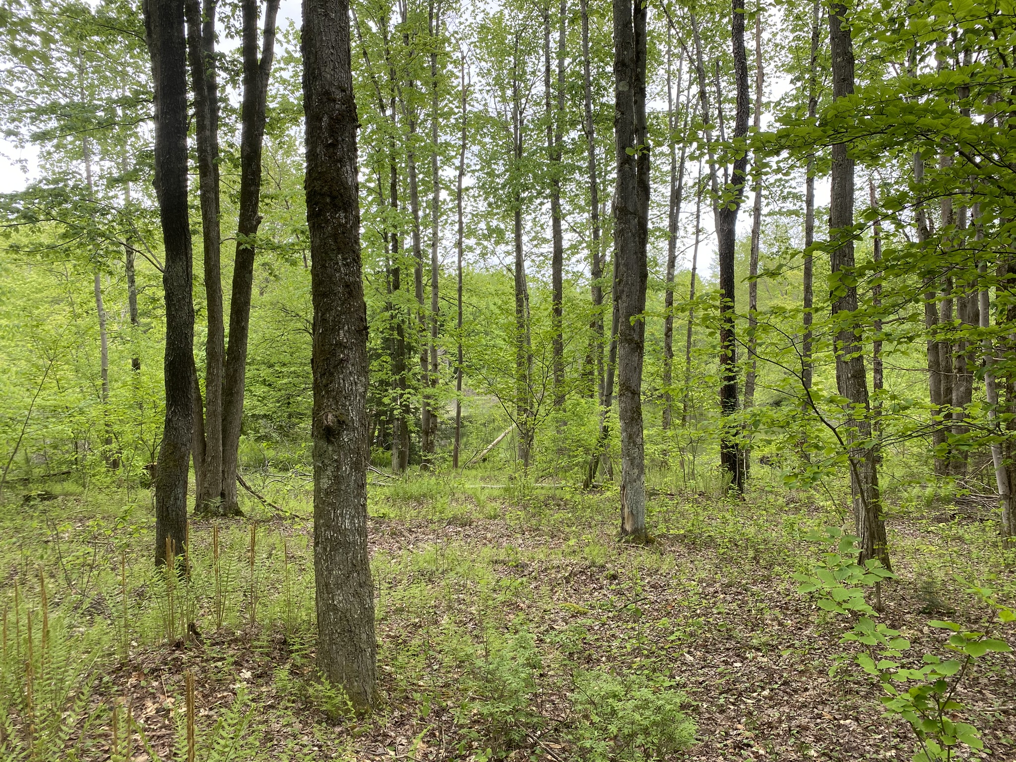 Little Salmon River Country