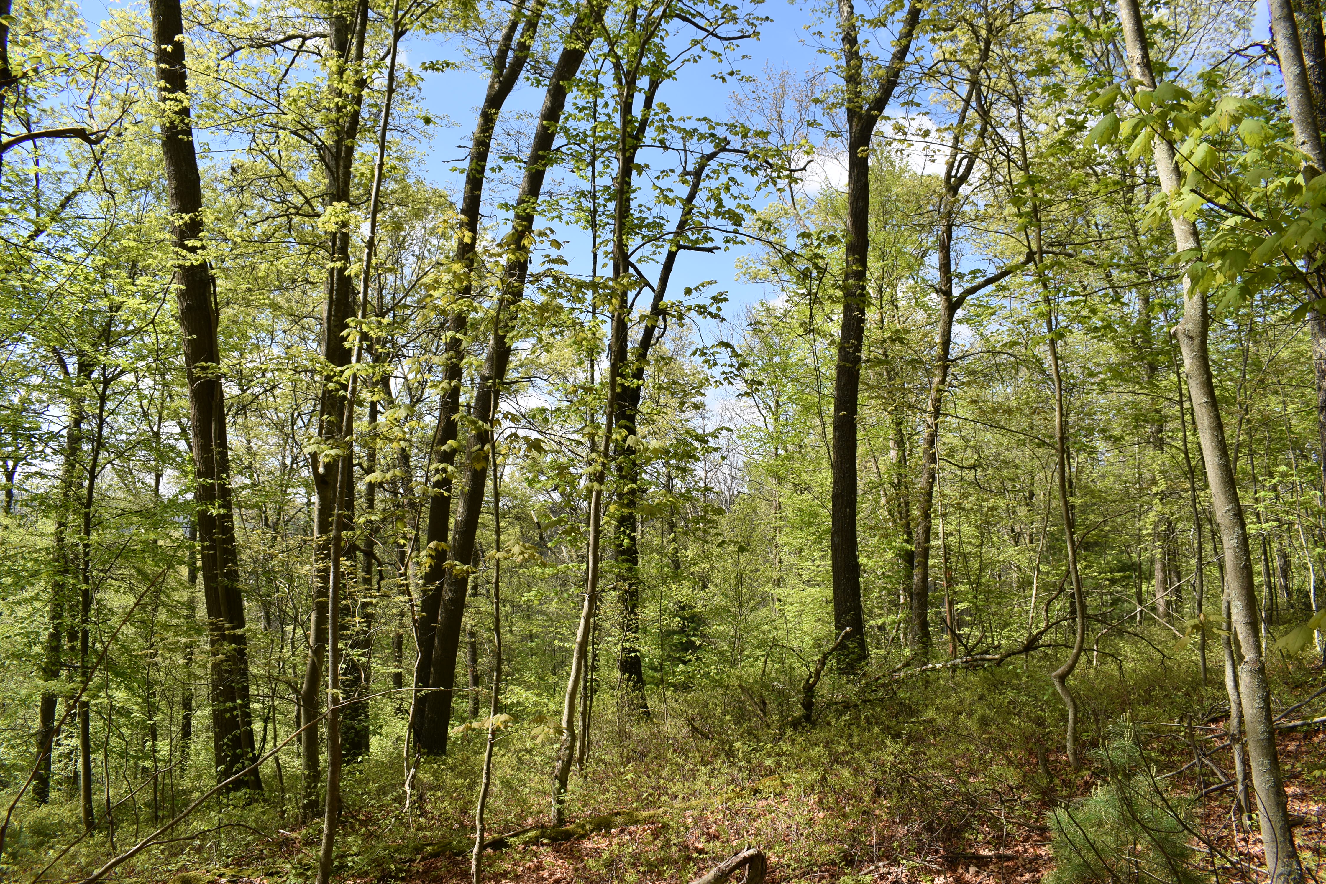 Grugan Hollow