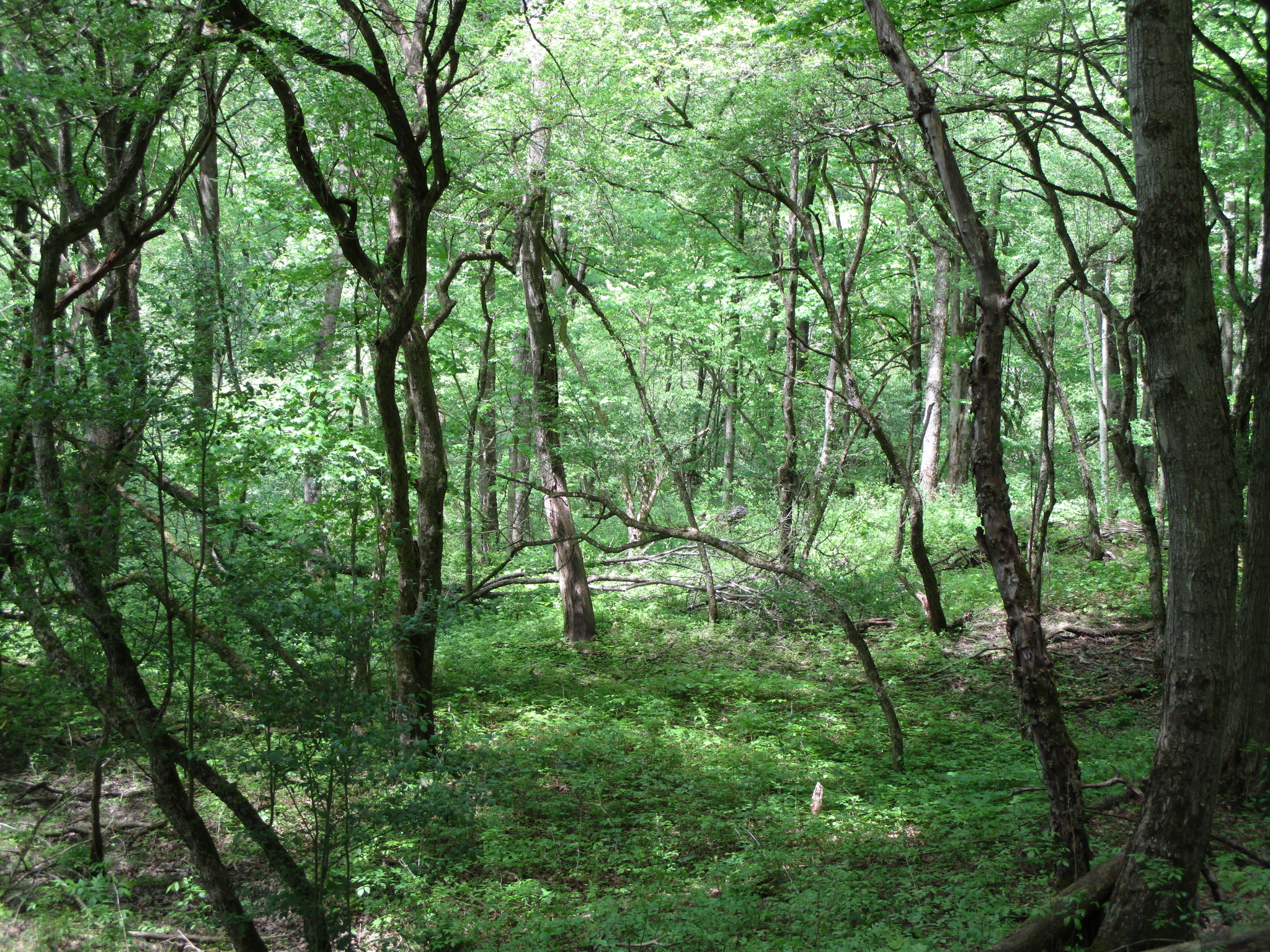 Legacy Land and Cabin