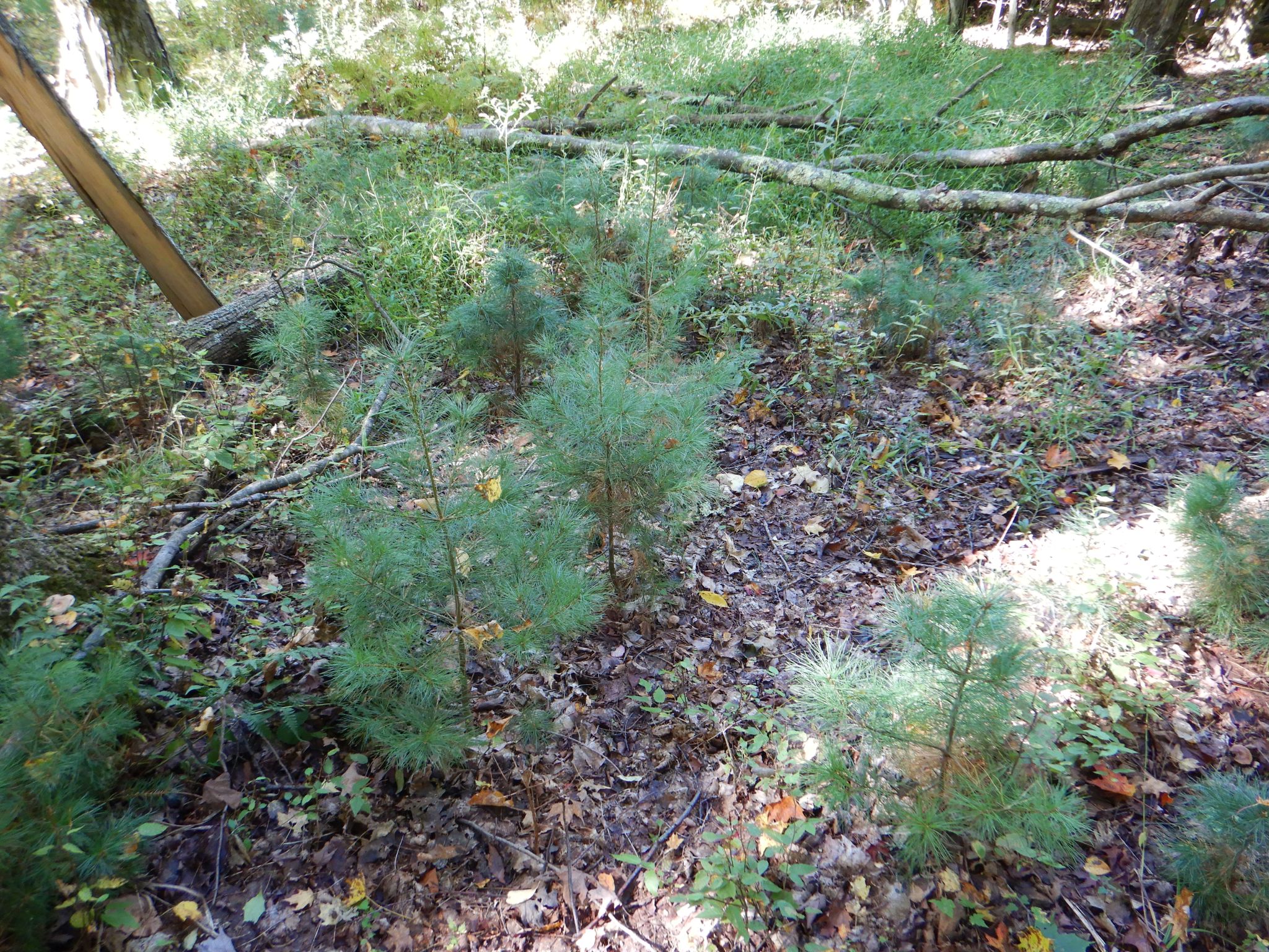 Listing Image 17