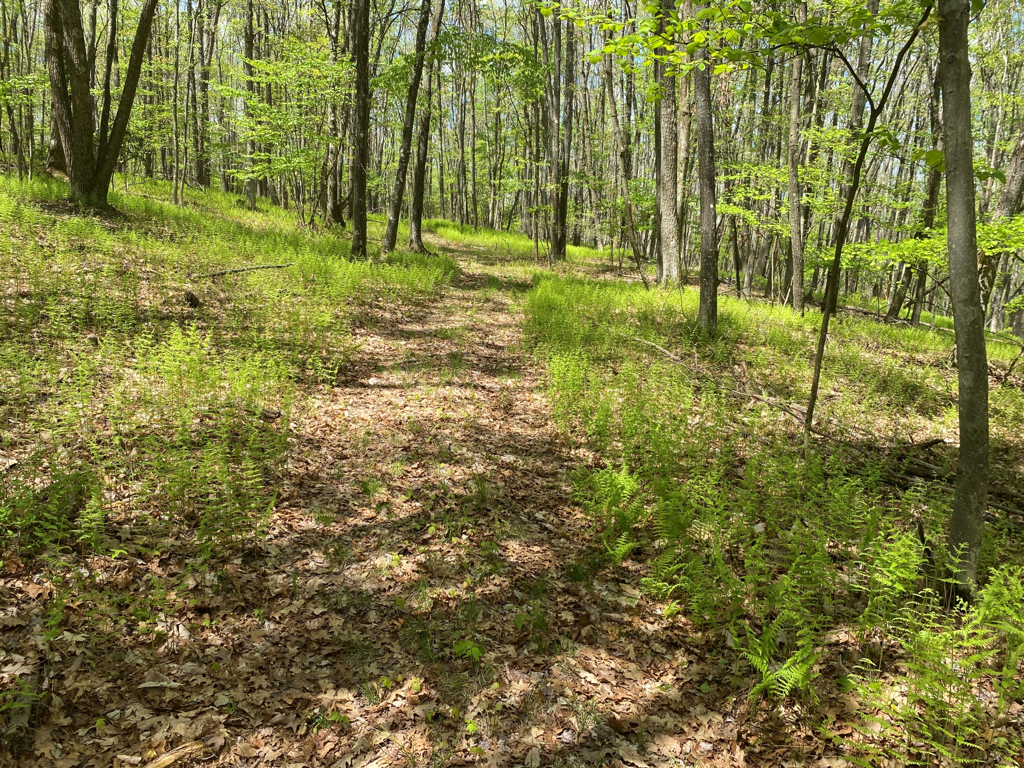 Listing Image 4