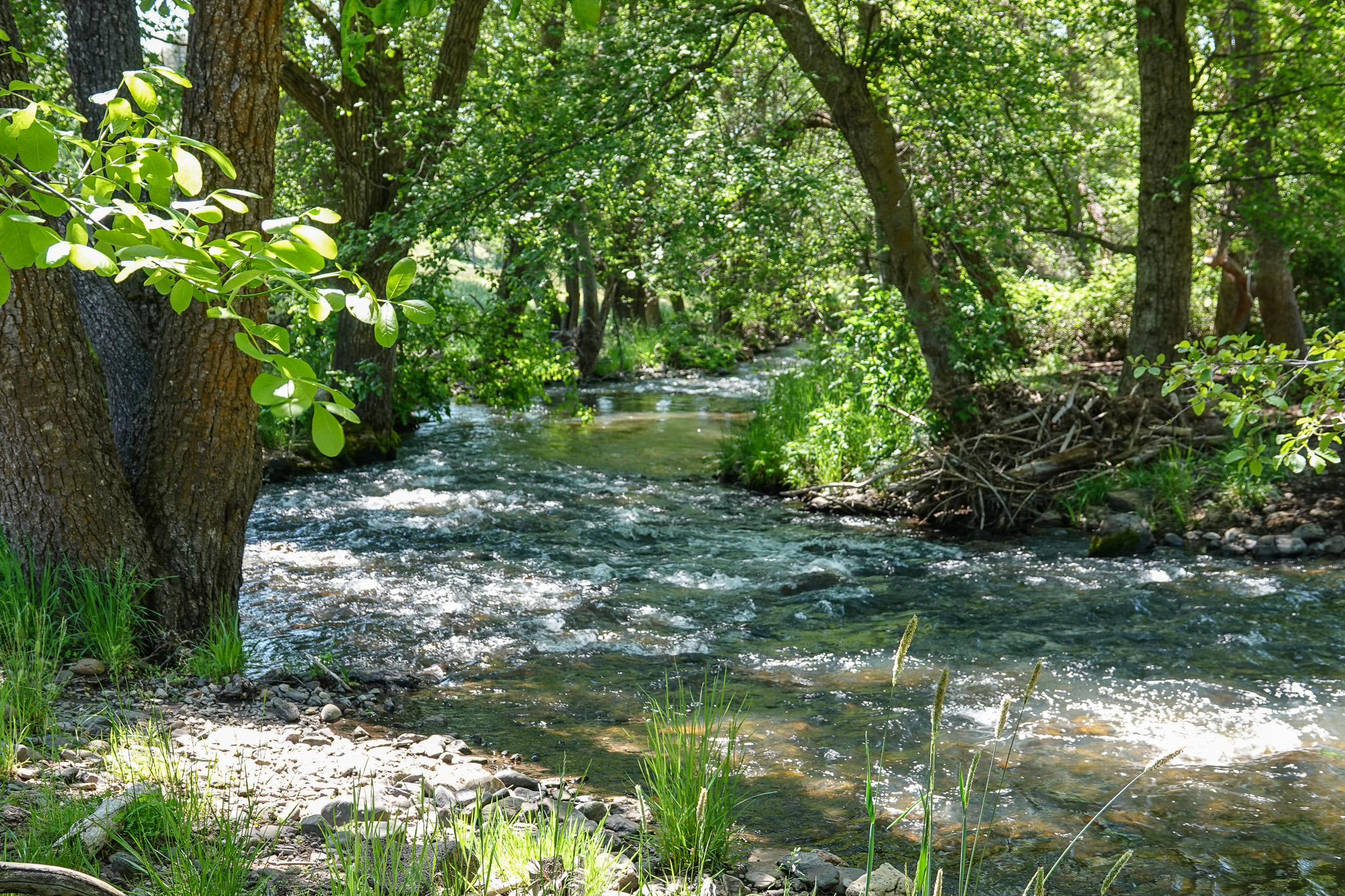 MJ Ranch