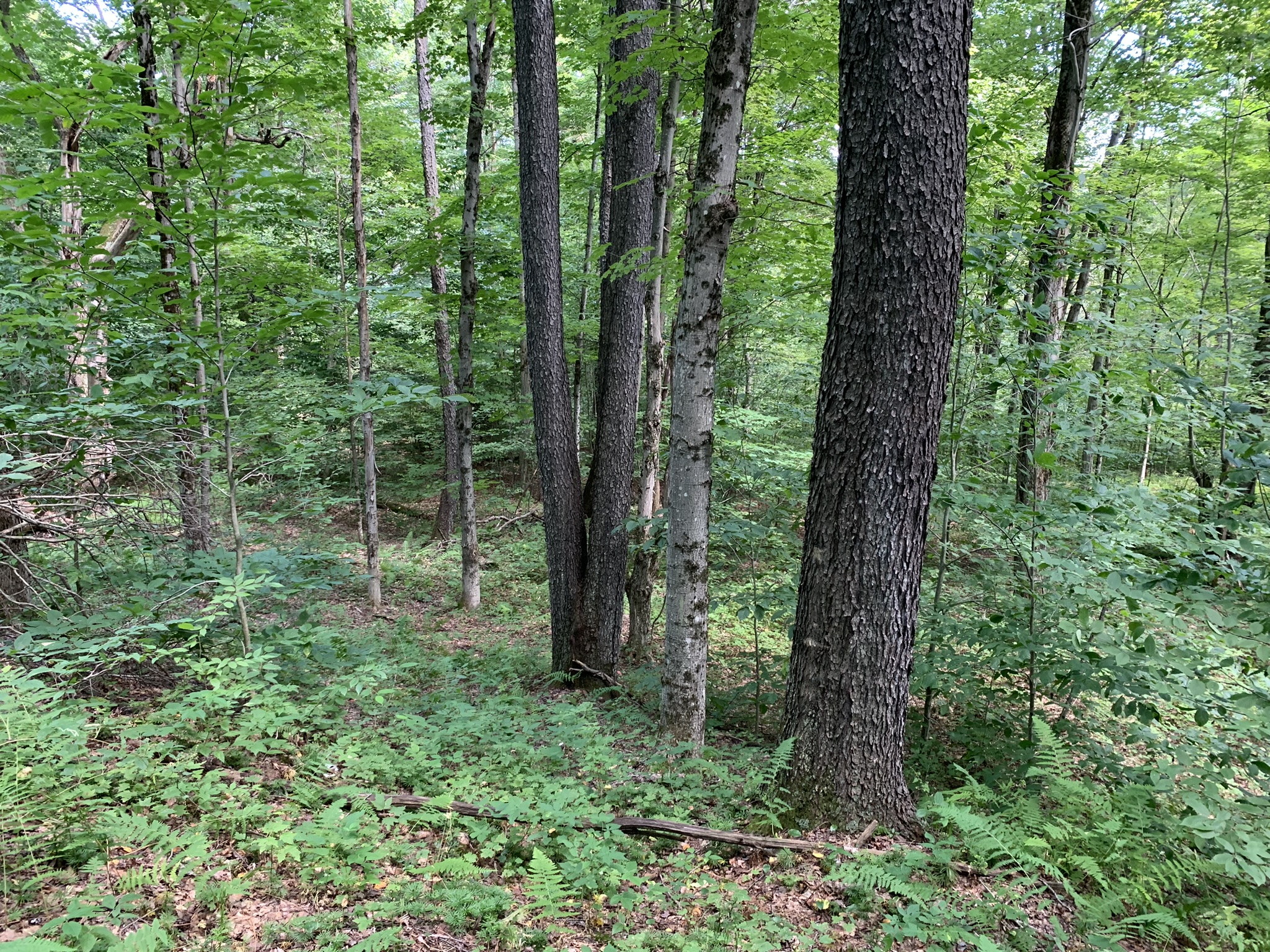 Lyman Brook Forest
