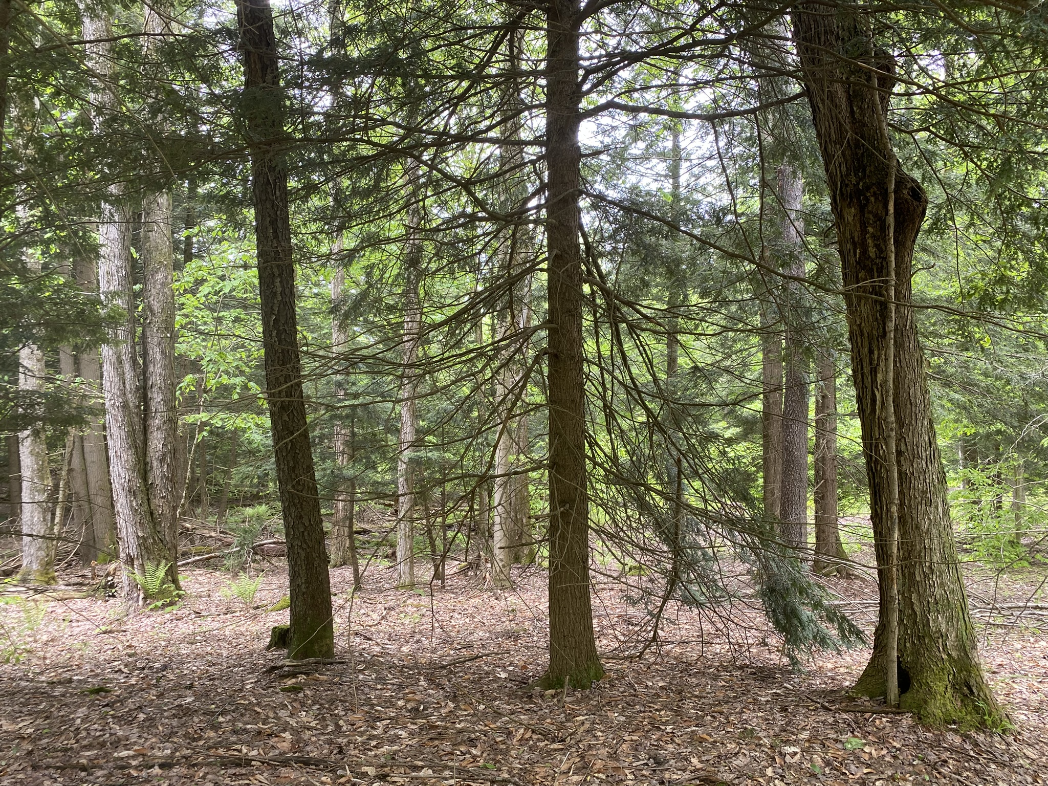 Little Salmon River Country