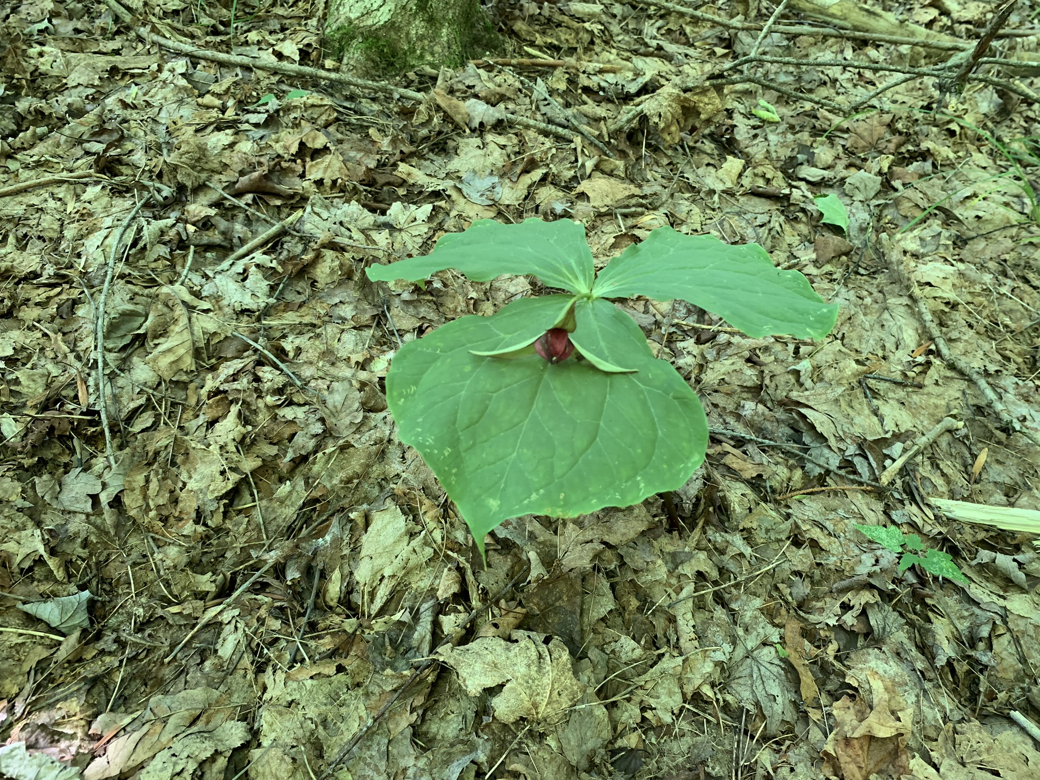 Lyman Brook Forest