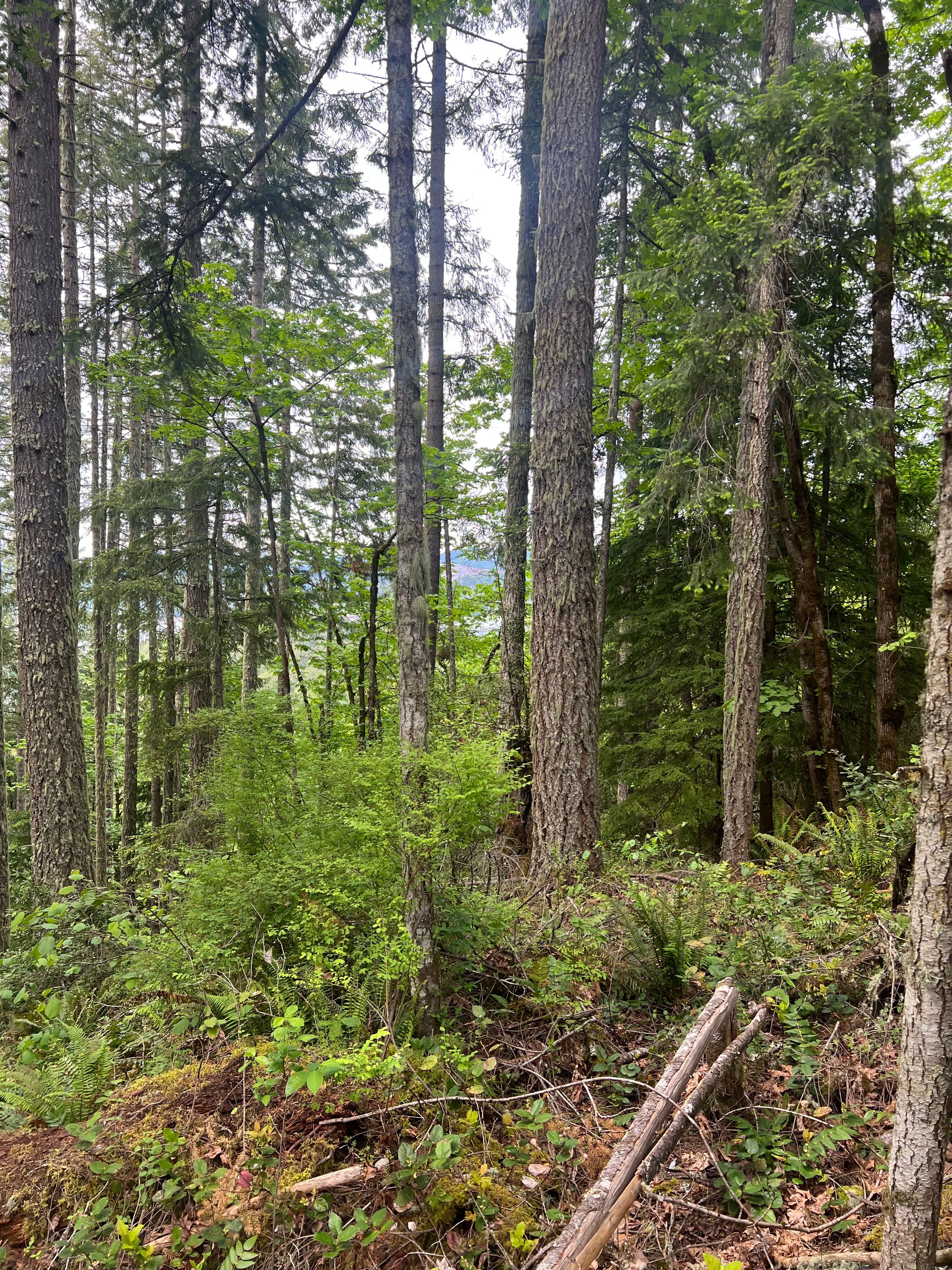 83715 Peninsula Rd Fall Creek OR