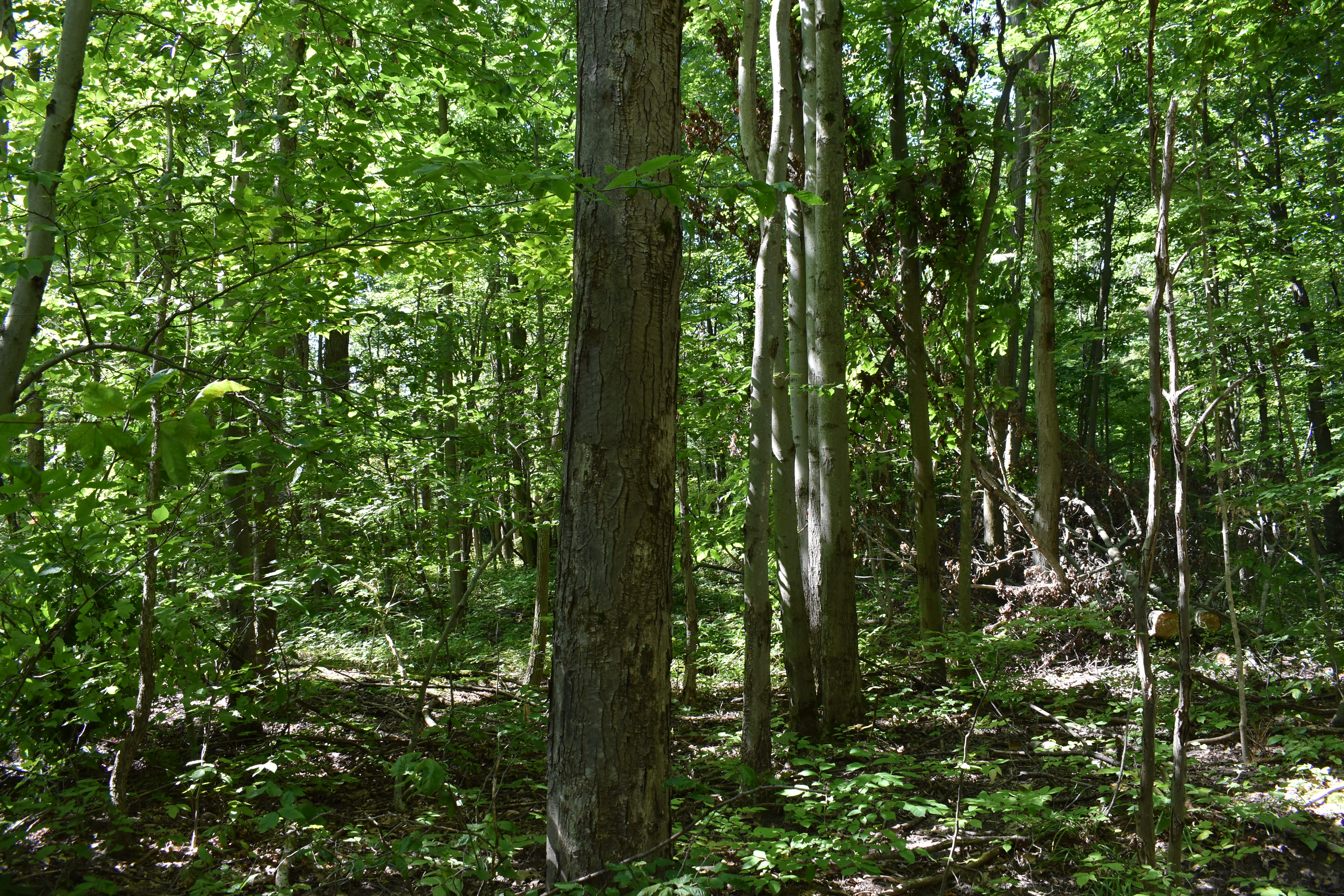 Hunter's Hidden Treasure