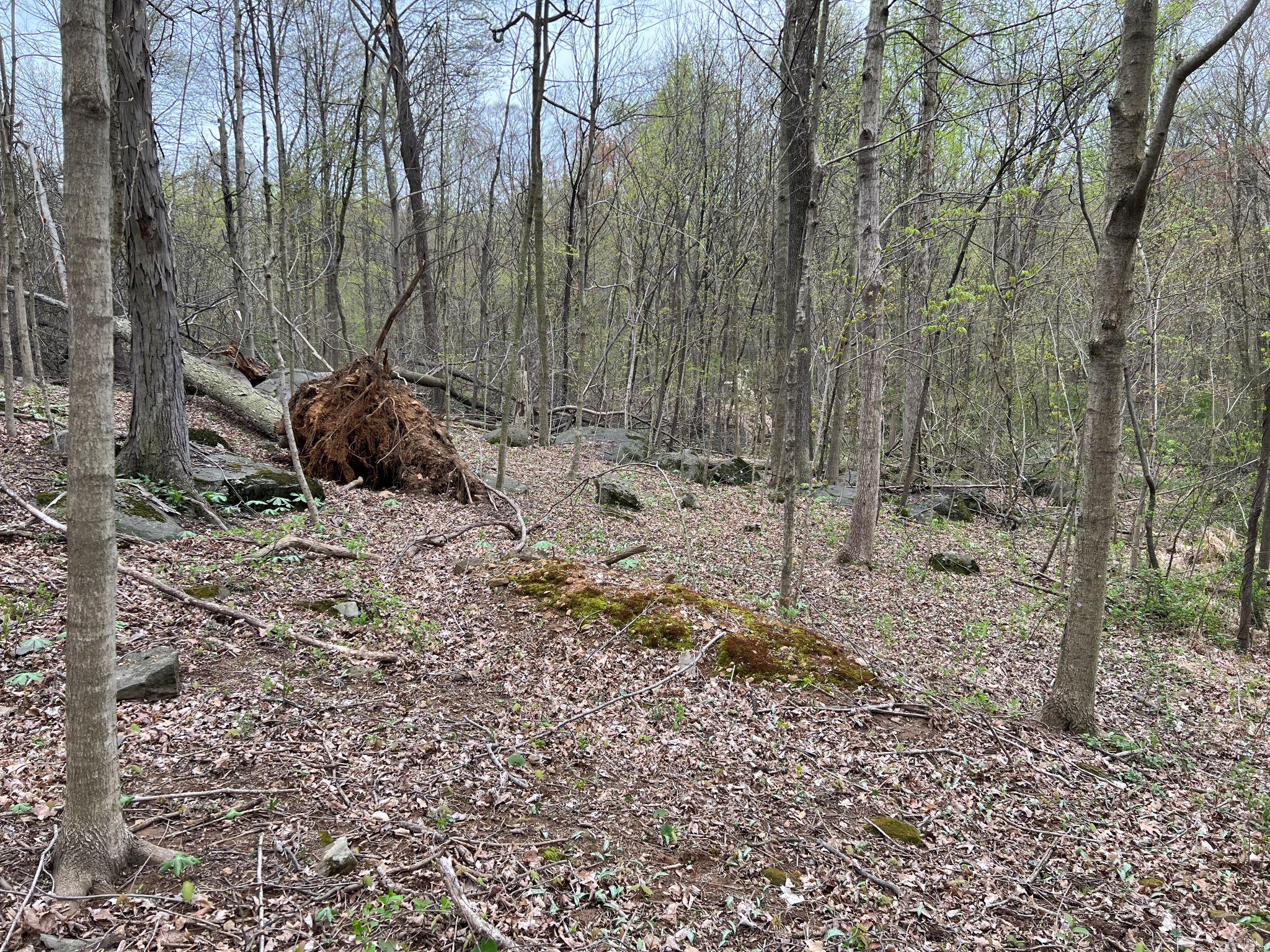 Etown Woodlands