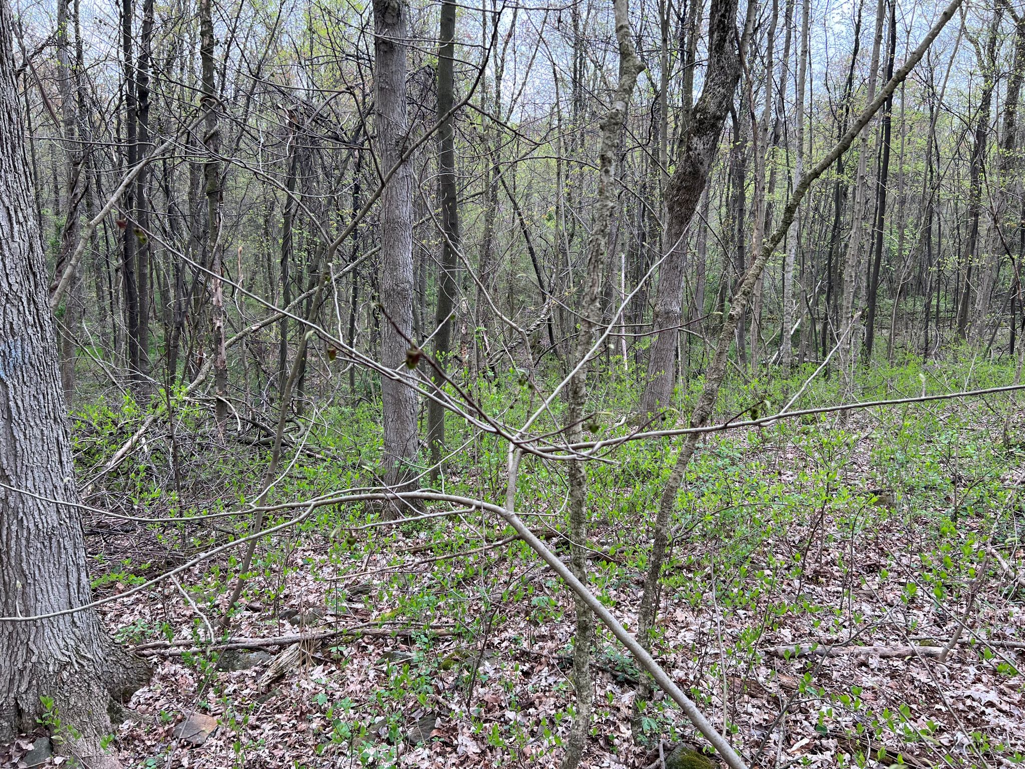 Etown Woodlands