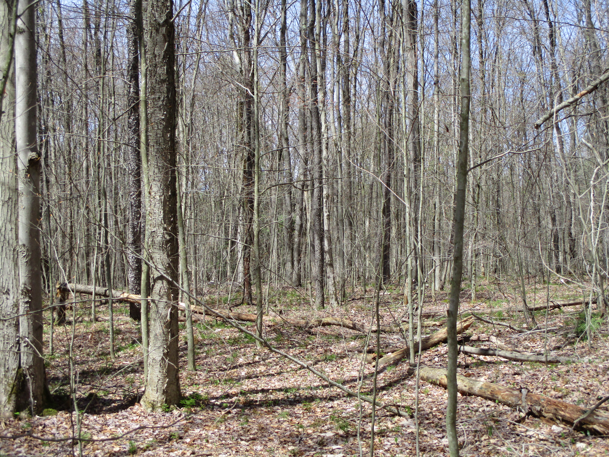 Listing Image 6
