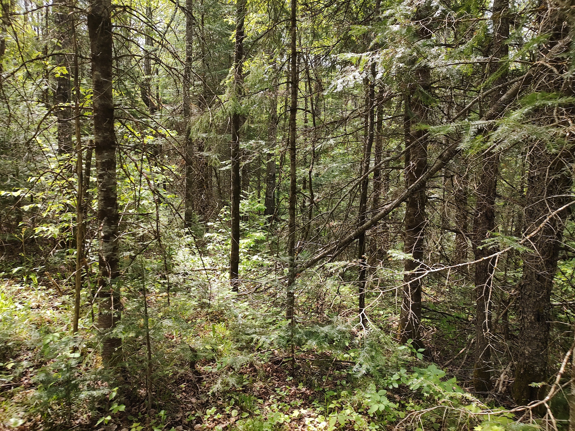 160 Acre Wilderness Retreat 50175391
