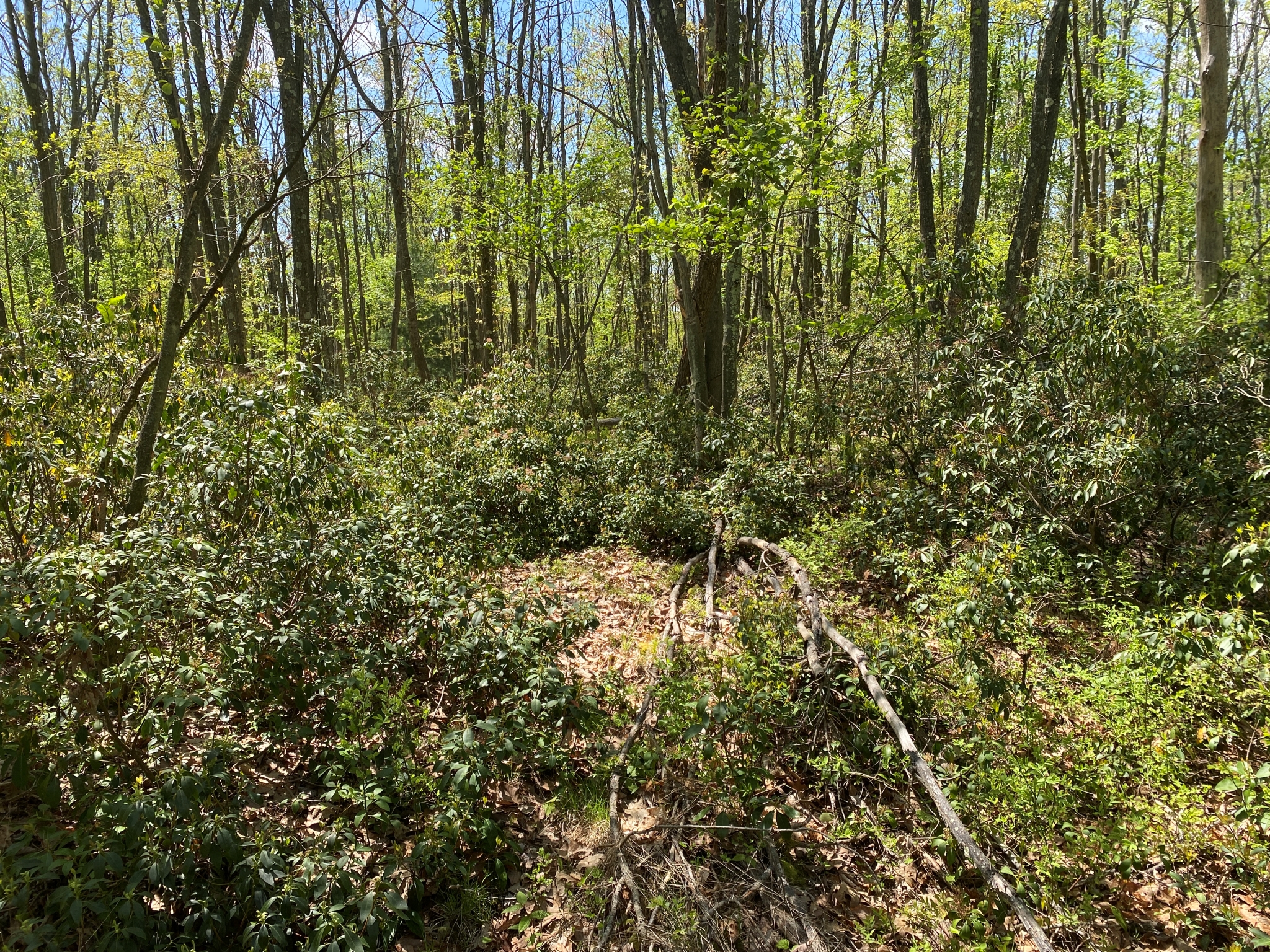 Listing Image 20
