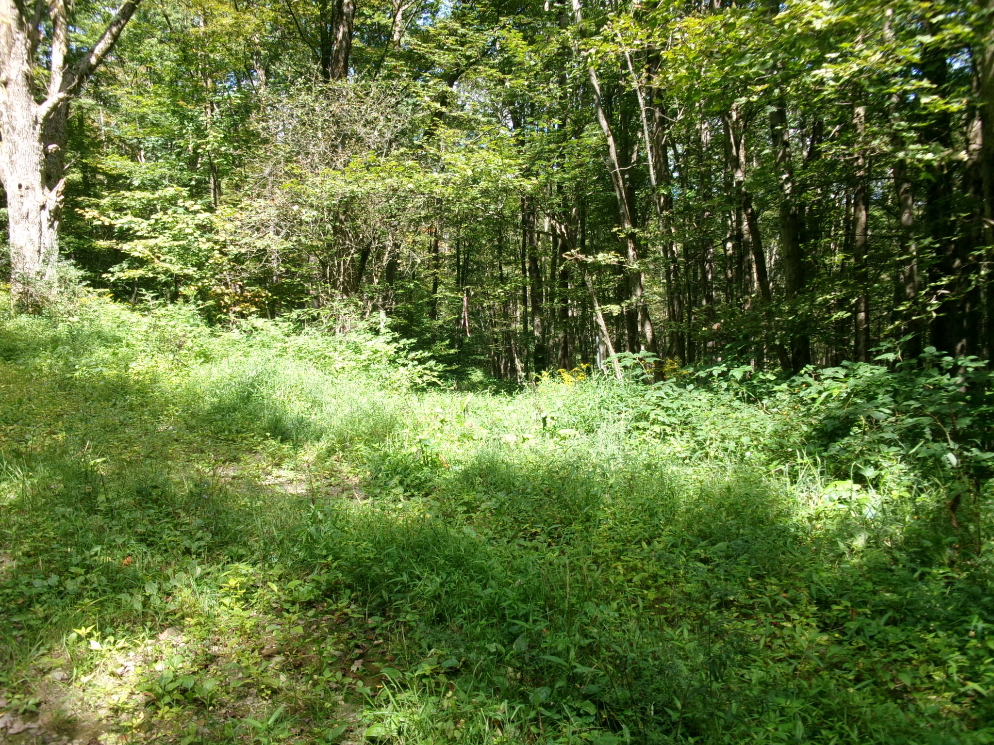 Listing Image 63