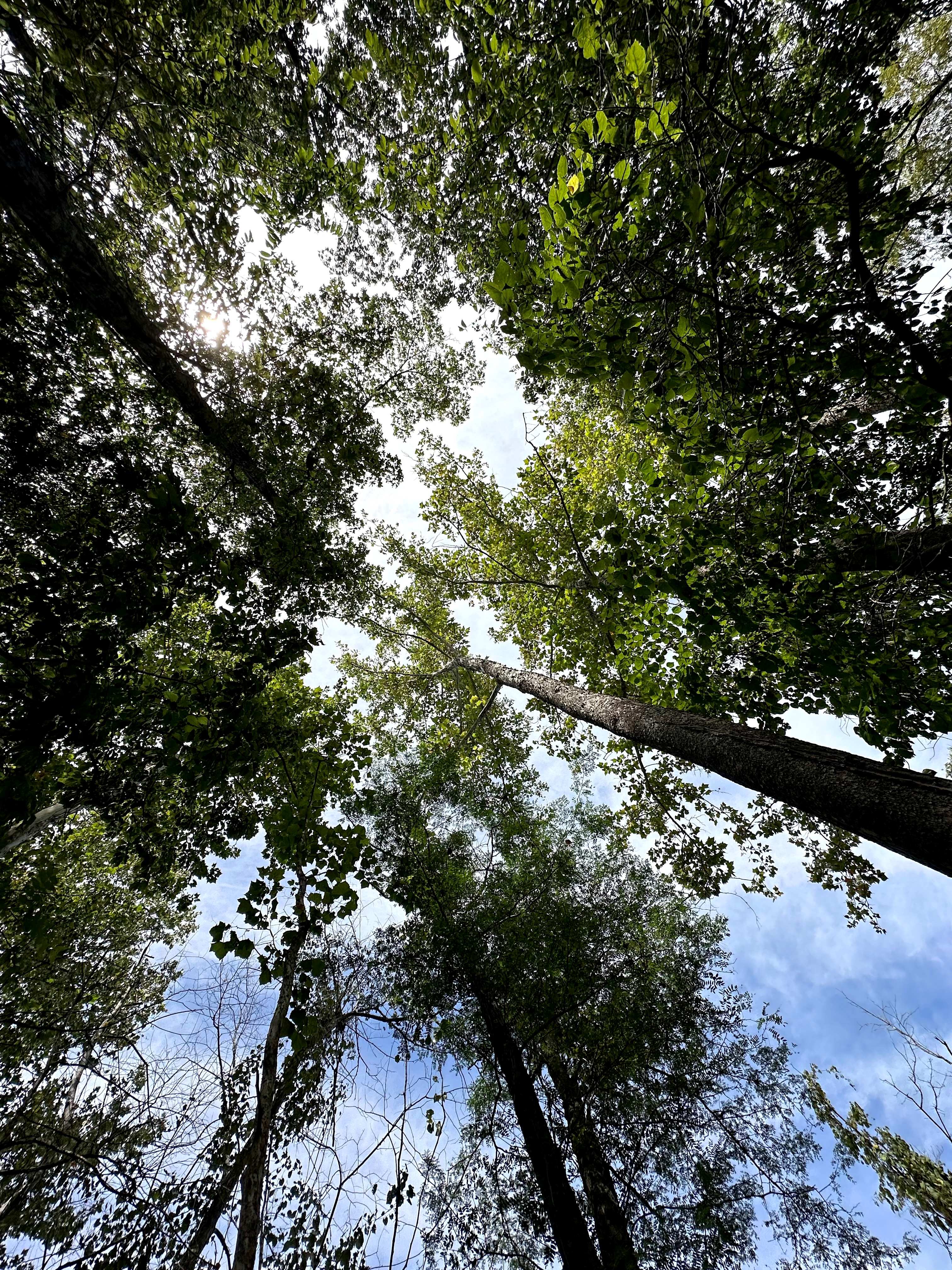 Hickory Hill Hollow