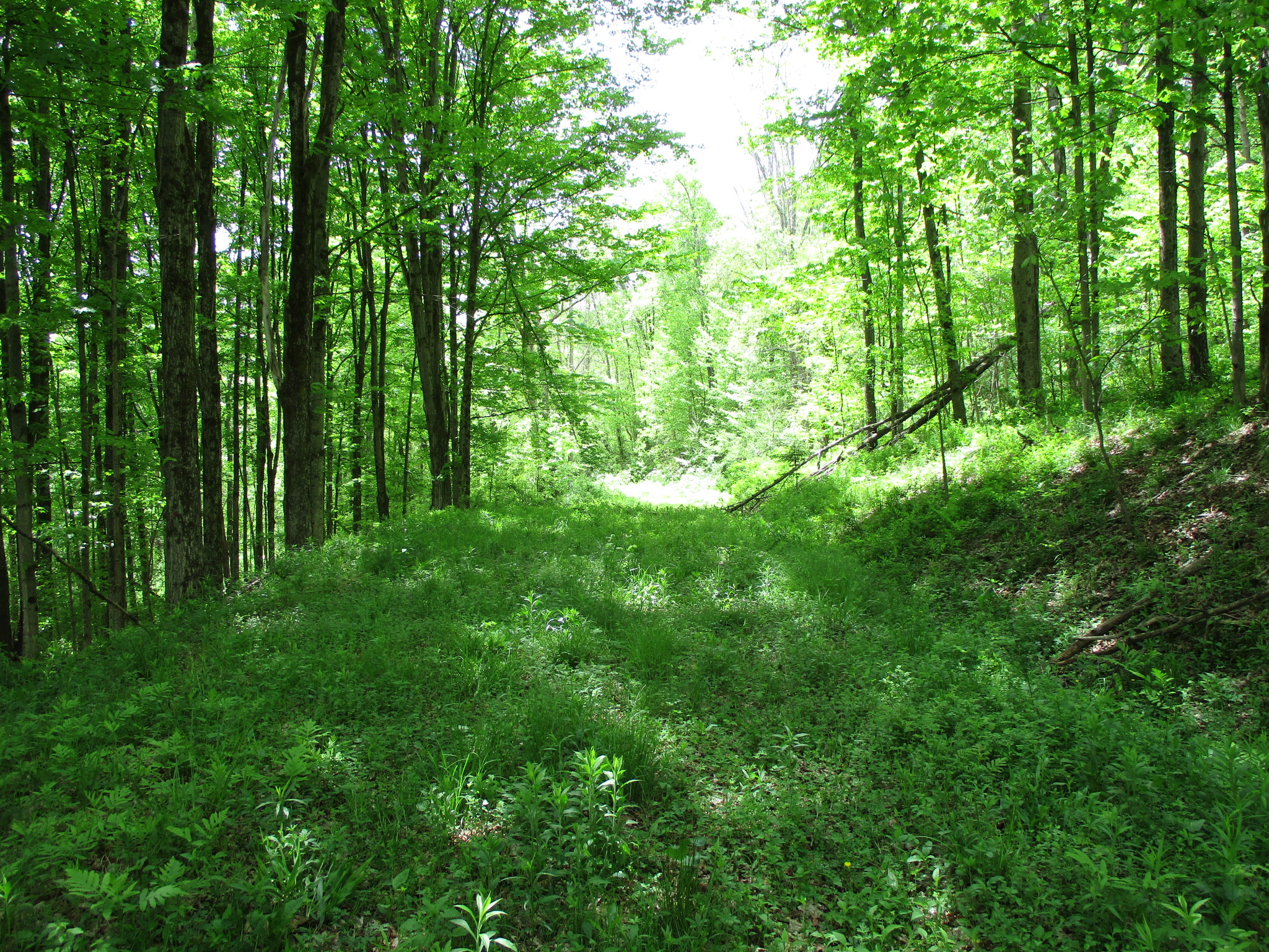 Legacy Land and Cabin