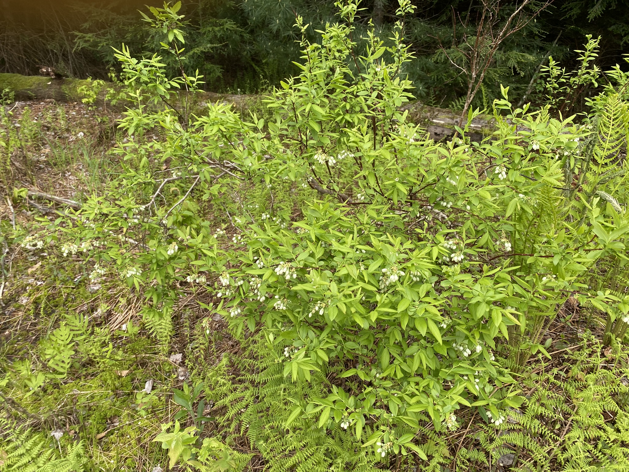 Little Salmon River Country