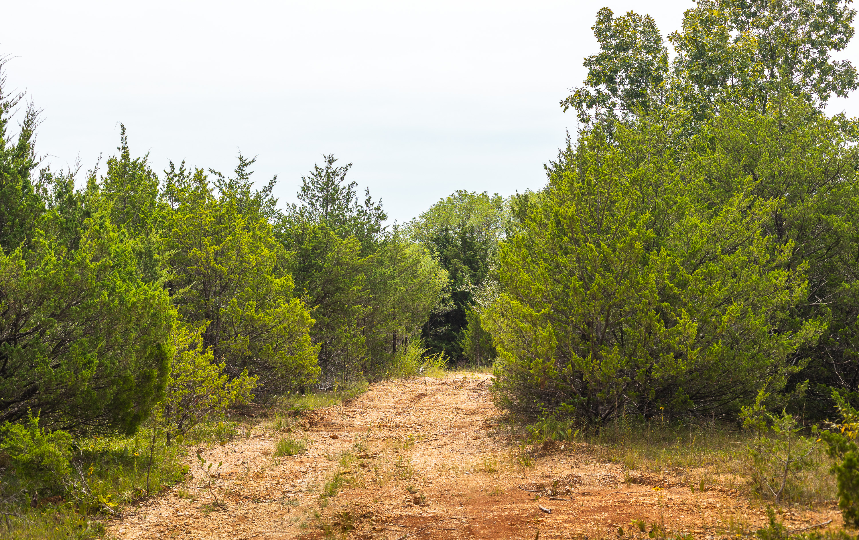 Hickory Hill Hollow