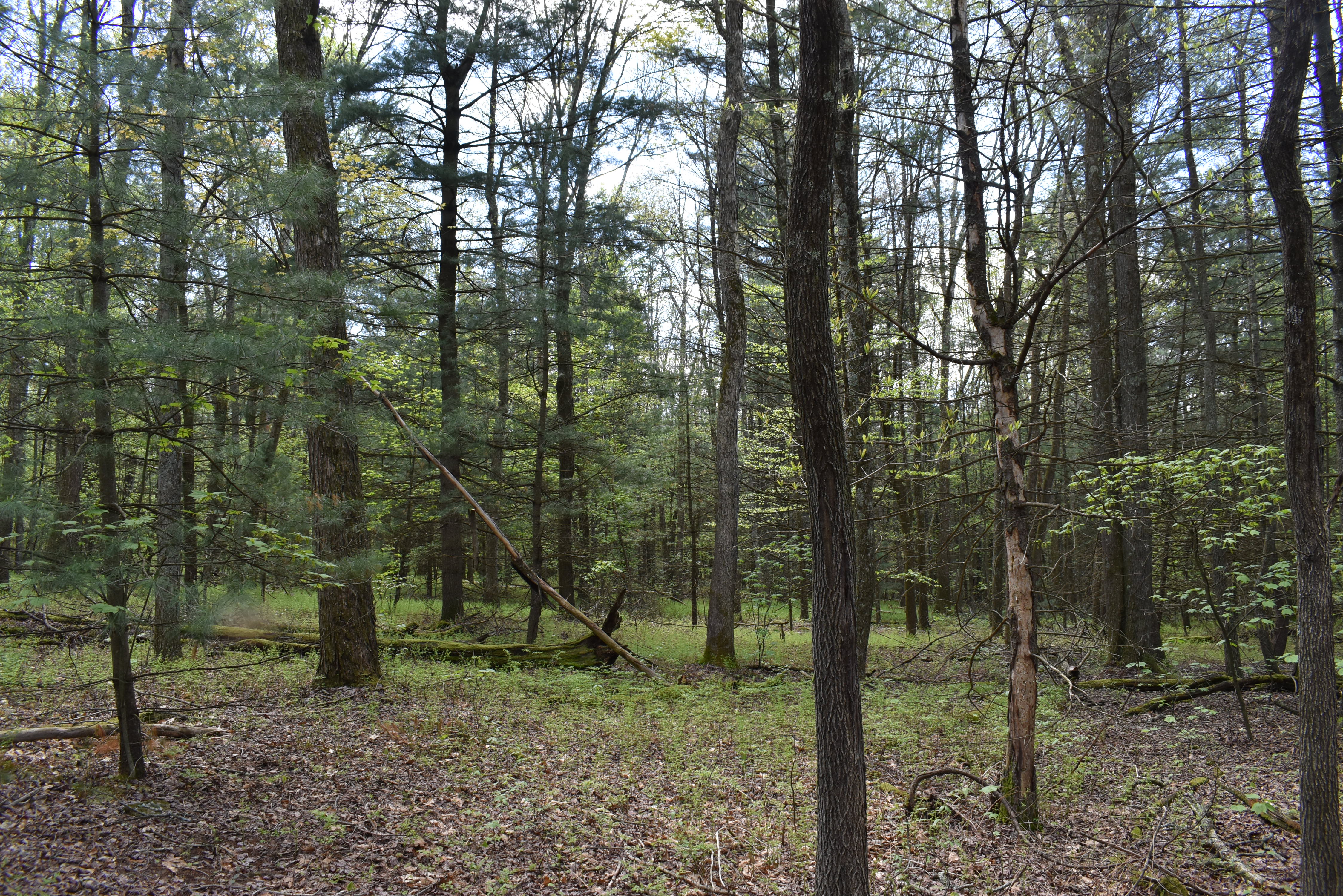 Grugan Hollow