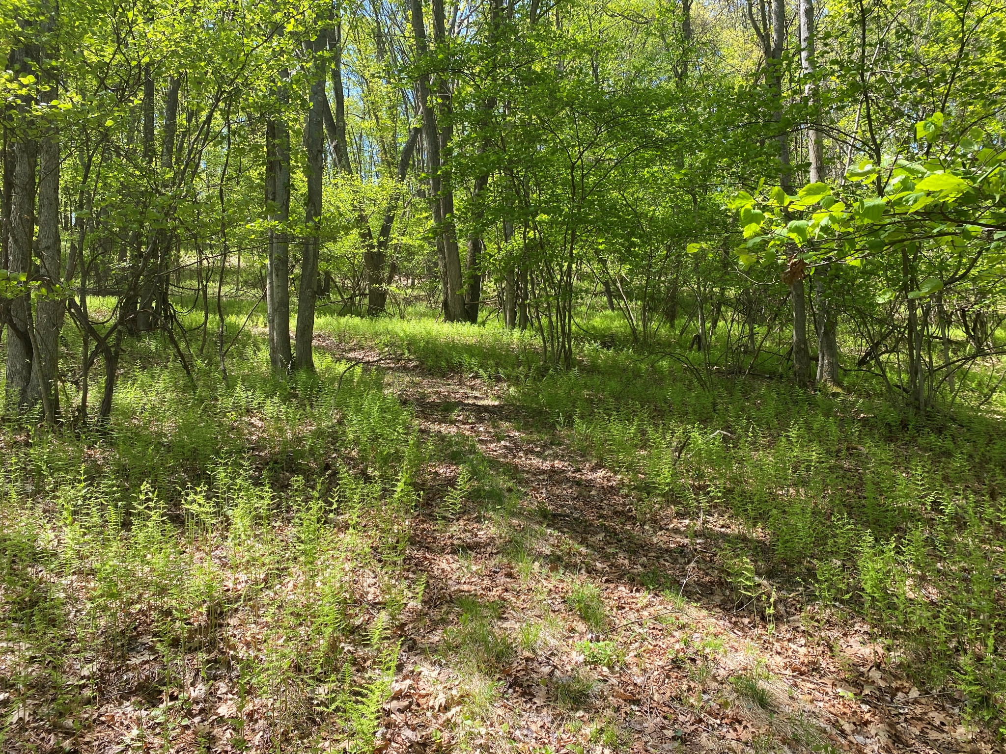Listing Image 18