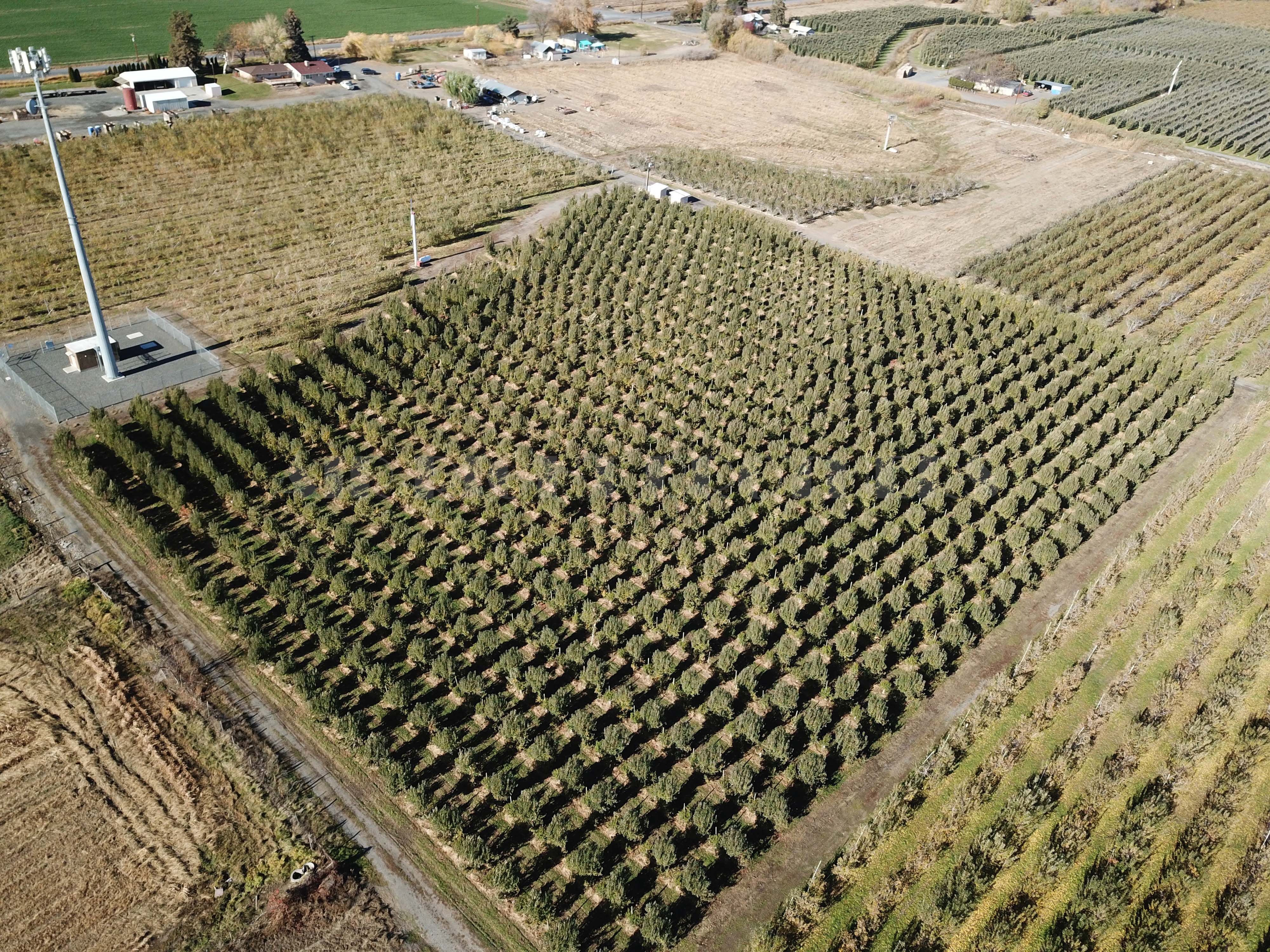 Apple Orchard w Equipment, House and Shops!