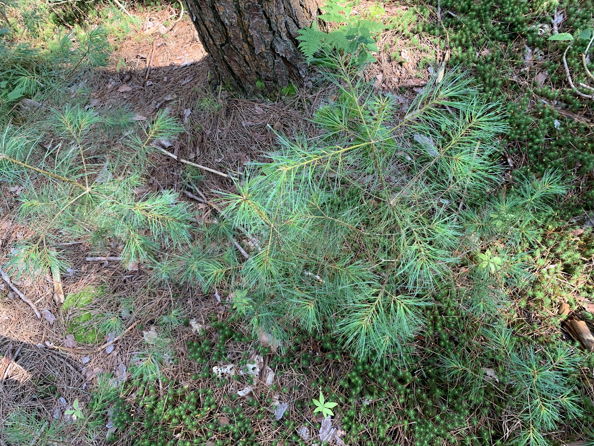 Middle Branch of the Oswegatchie