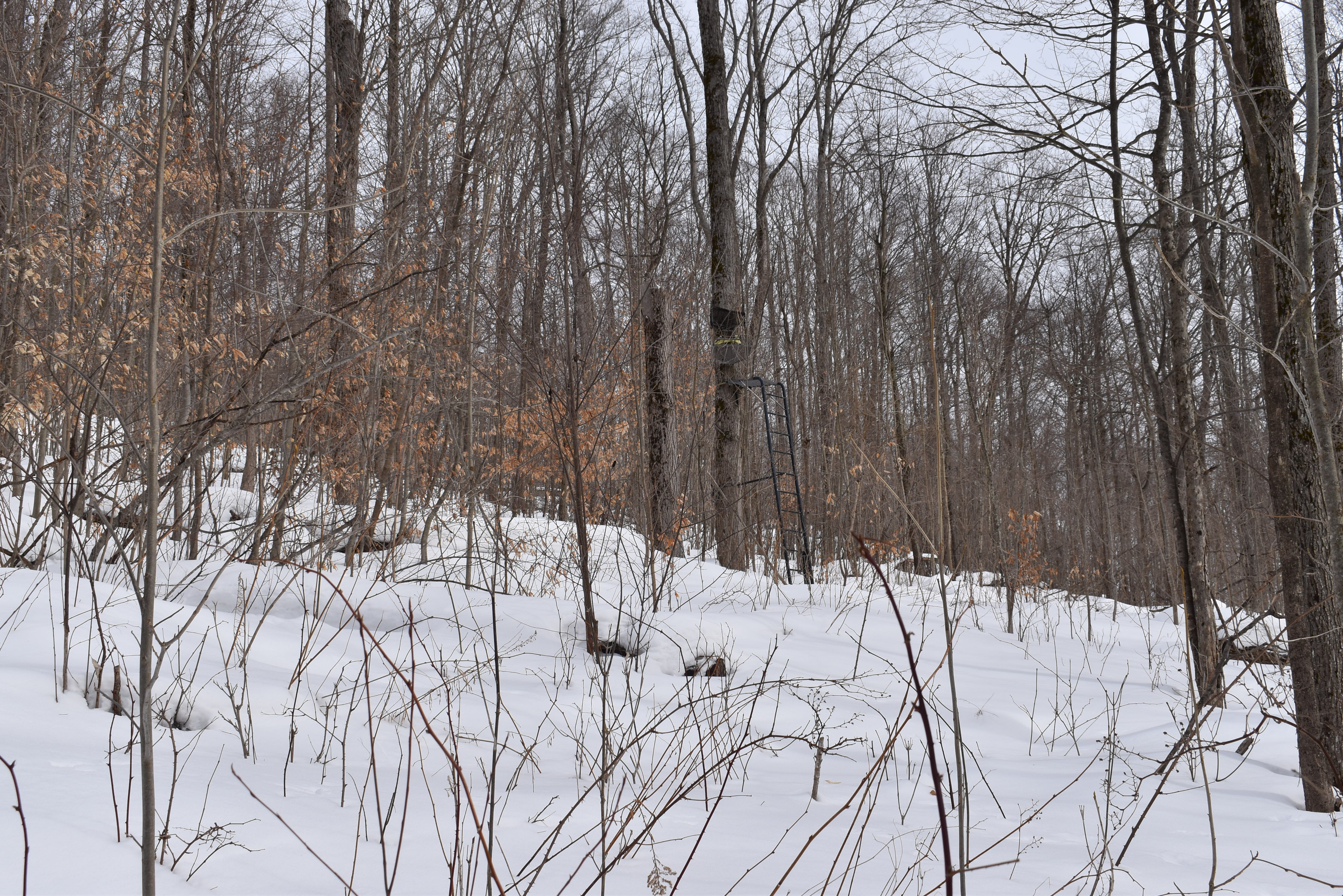 Morgan Hollow