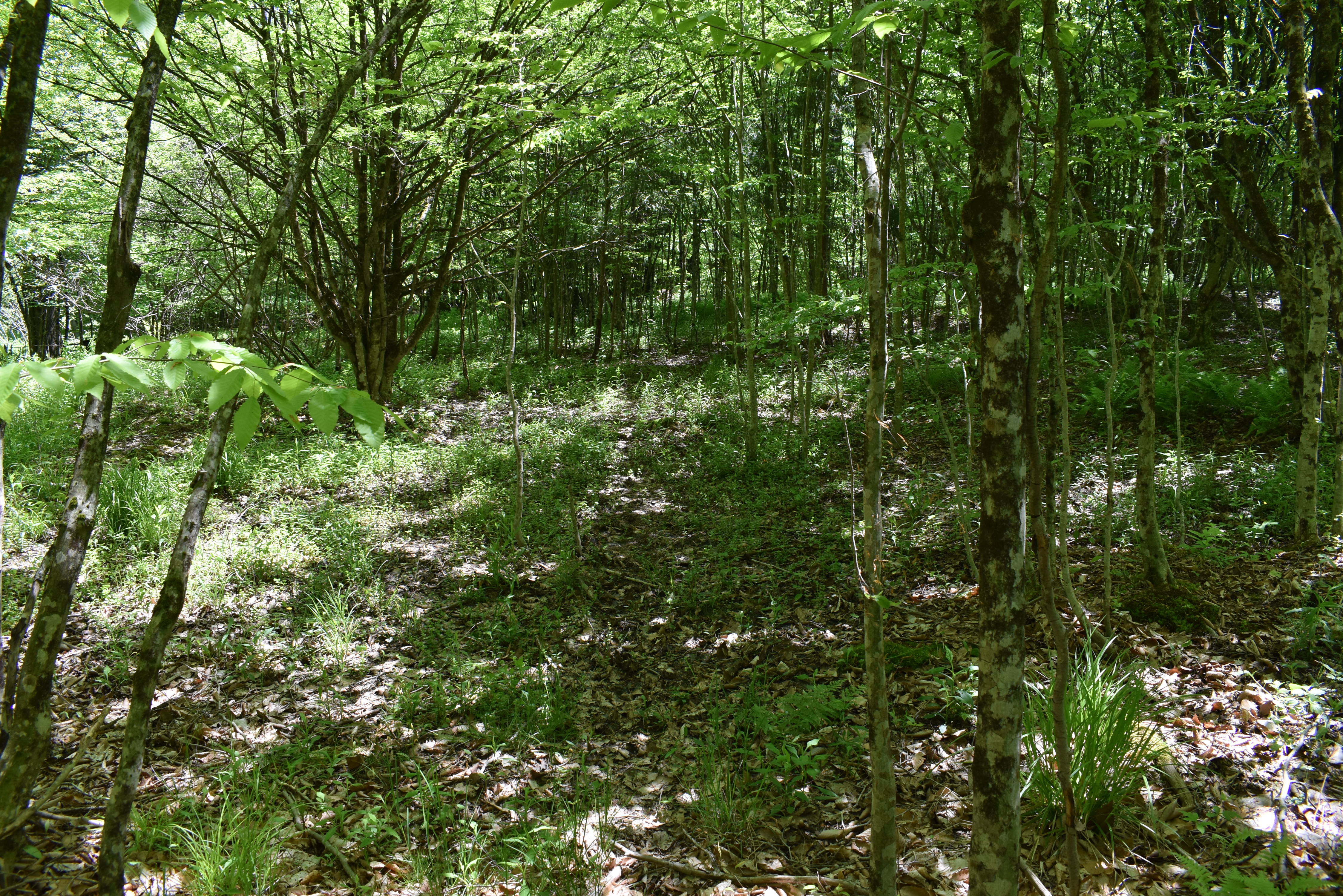 Listing Image 49