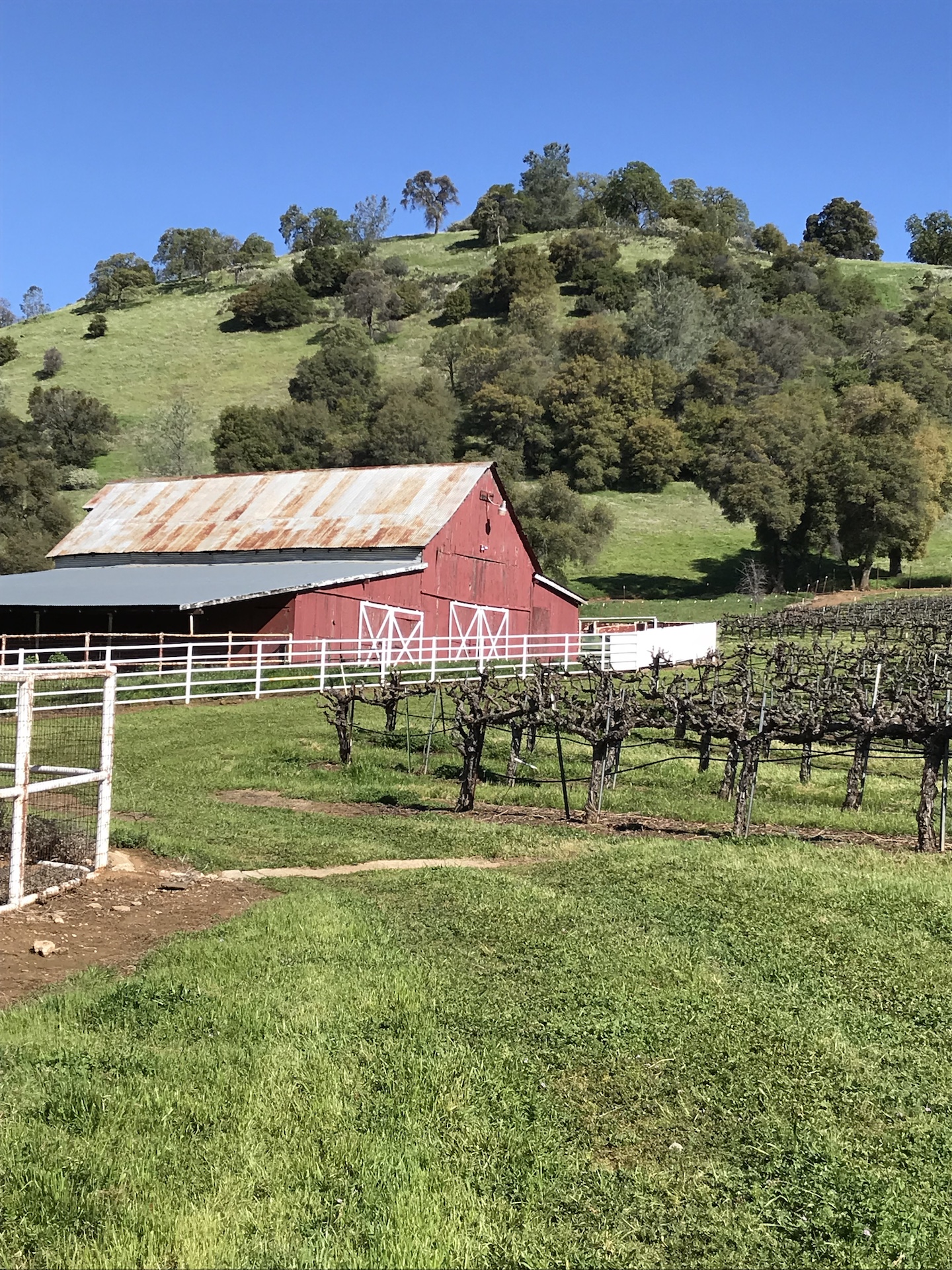 Chatom Vineyards