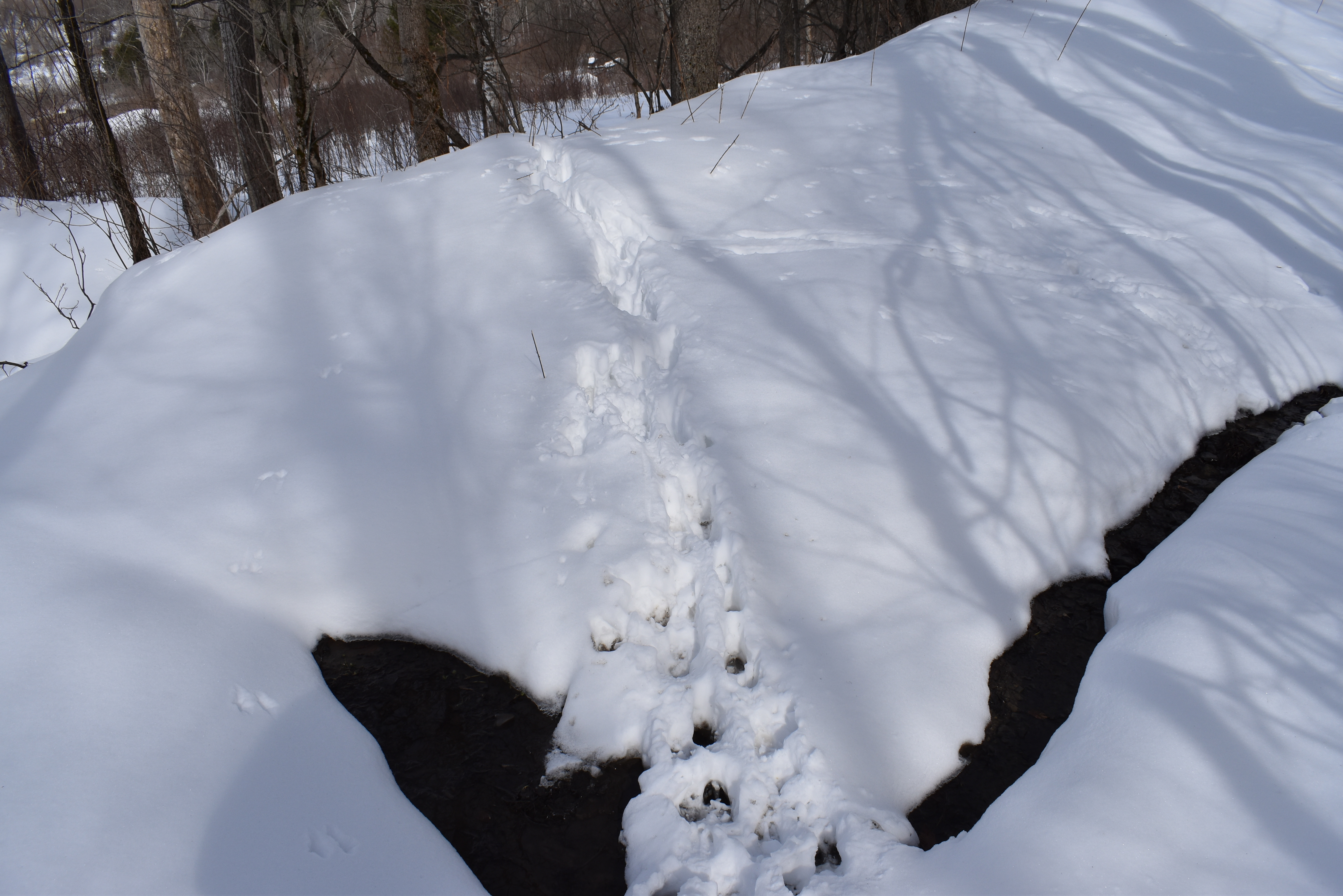 Morgan Hollow
