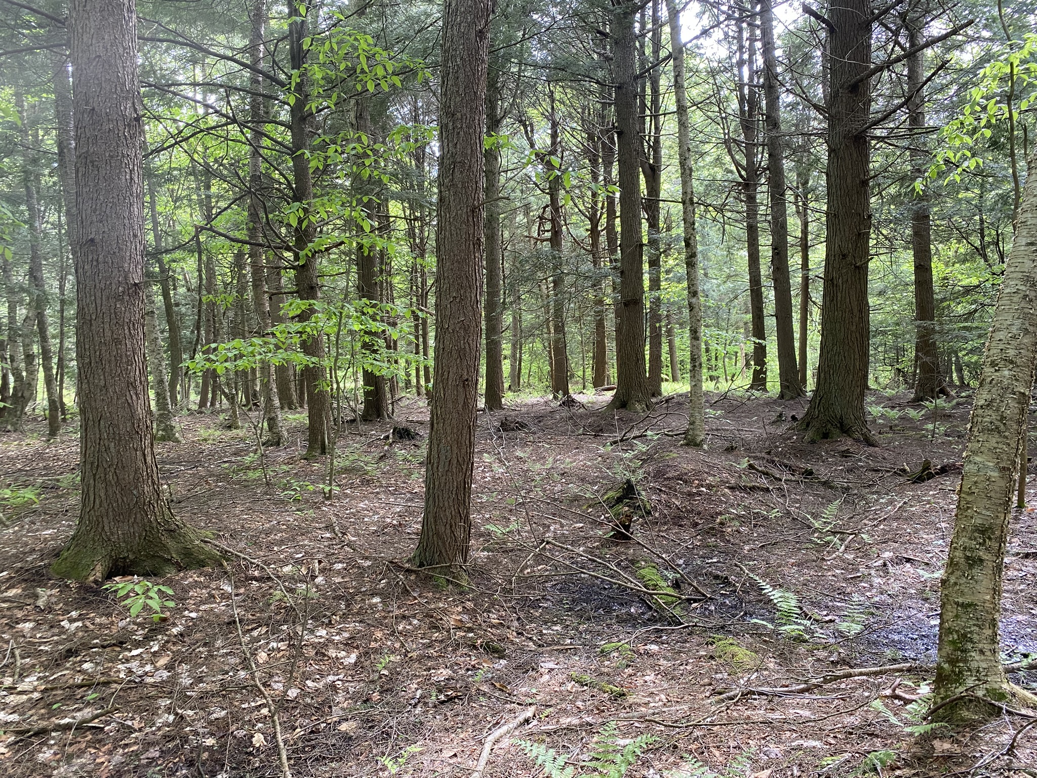 Salmon River Country "Back 40"